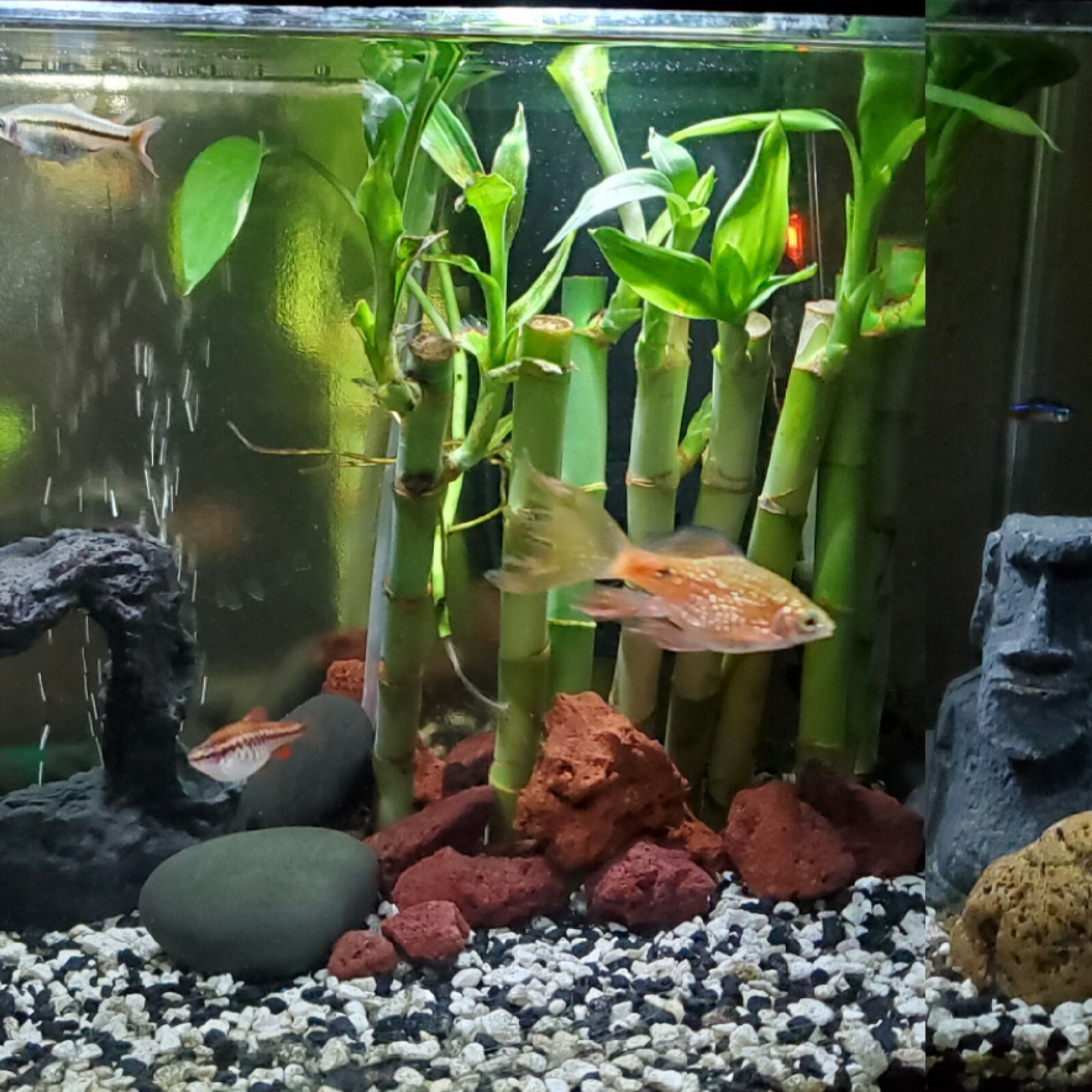 5 Lucky Bamboo 4 5 Lucky Bamboo 4