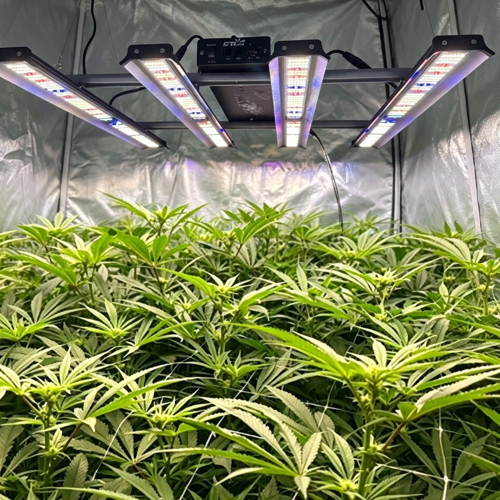 BA4000W LED Grow Light 3X3 4X4ft Coverage Full Spectrum for Commercial Grow Room