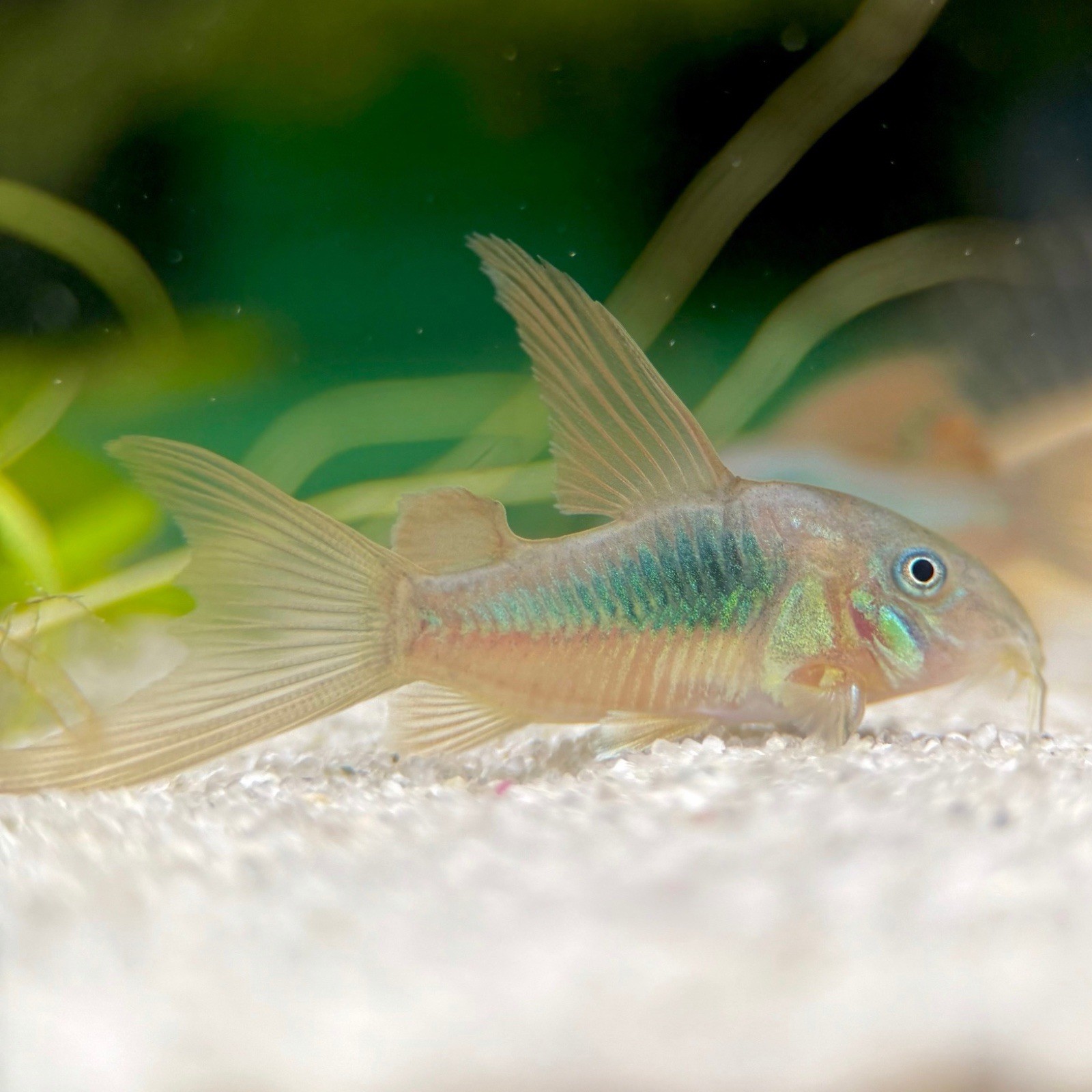 10x Longfin Bronze Corydoras 1-1.5” (USA HOBBYIST BRED)