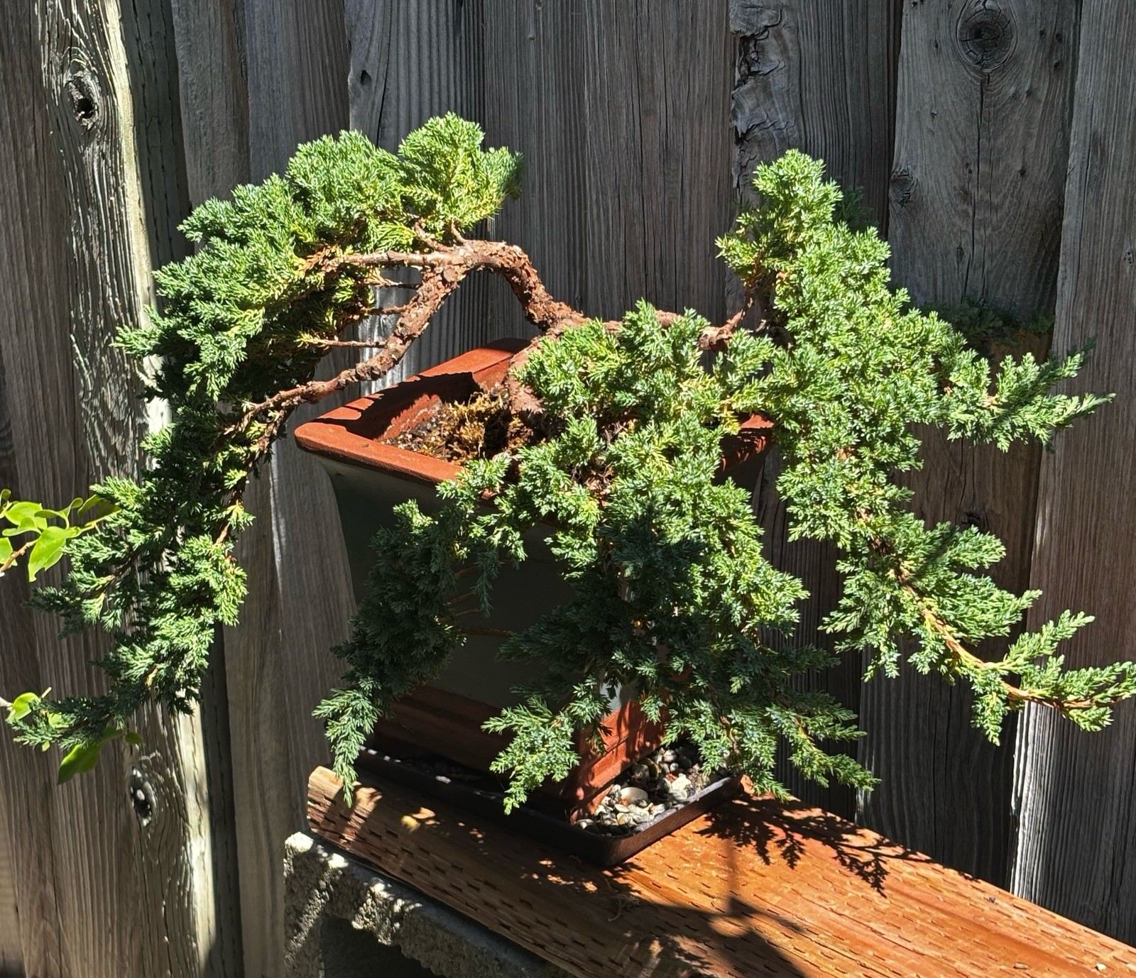 JUNIPER BONSAI TREE- PROCUMBENS NANA IN A CERAMIC BONSAI POT