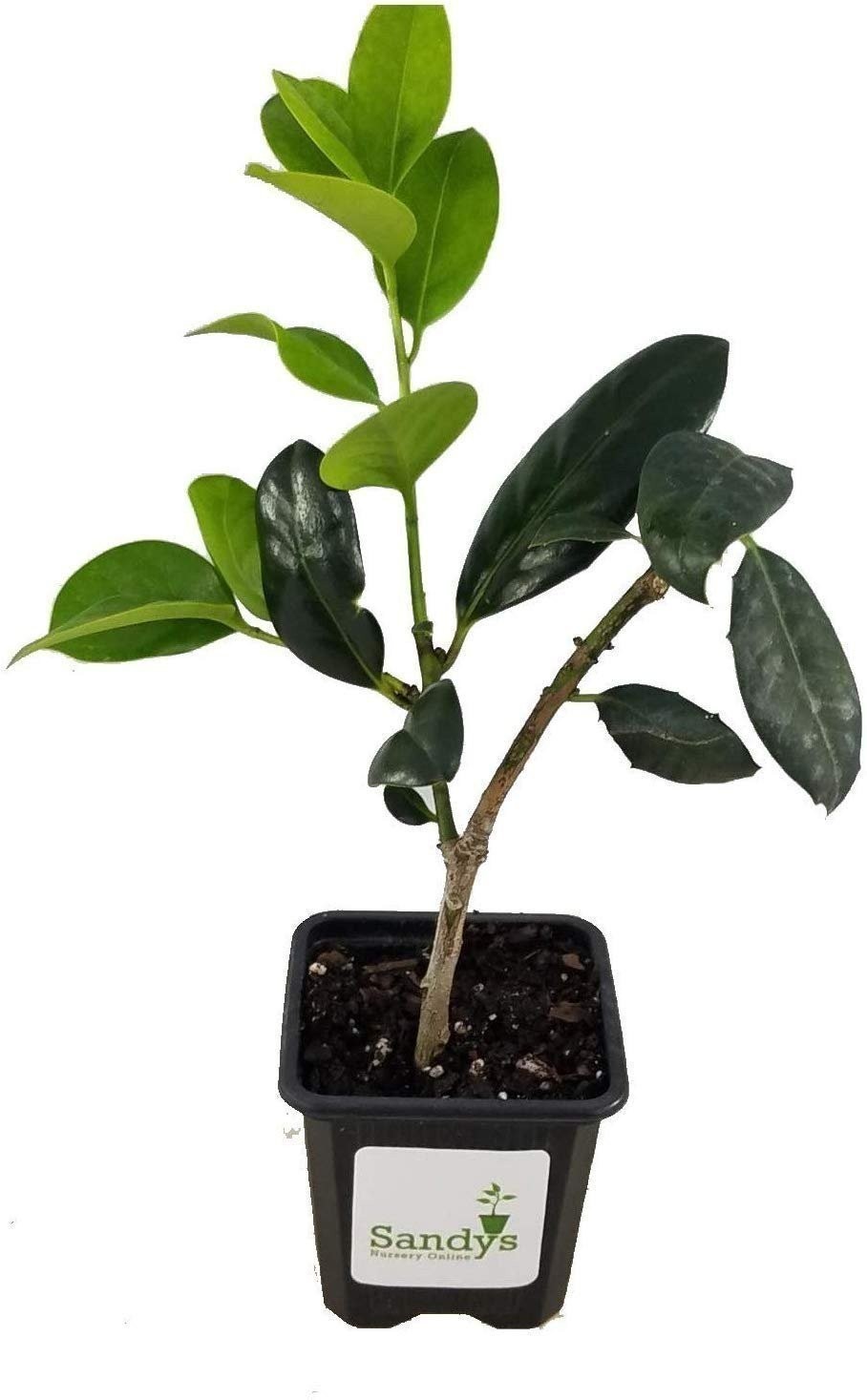 Ilex Nellie R Stevens Holly 3 inch Pot, Lot of 6 Ilex Nellie R Stevens Holly 3 inch Pot, Lot of 6