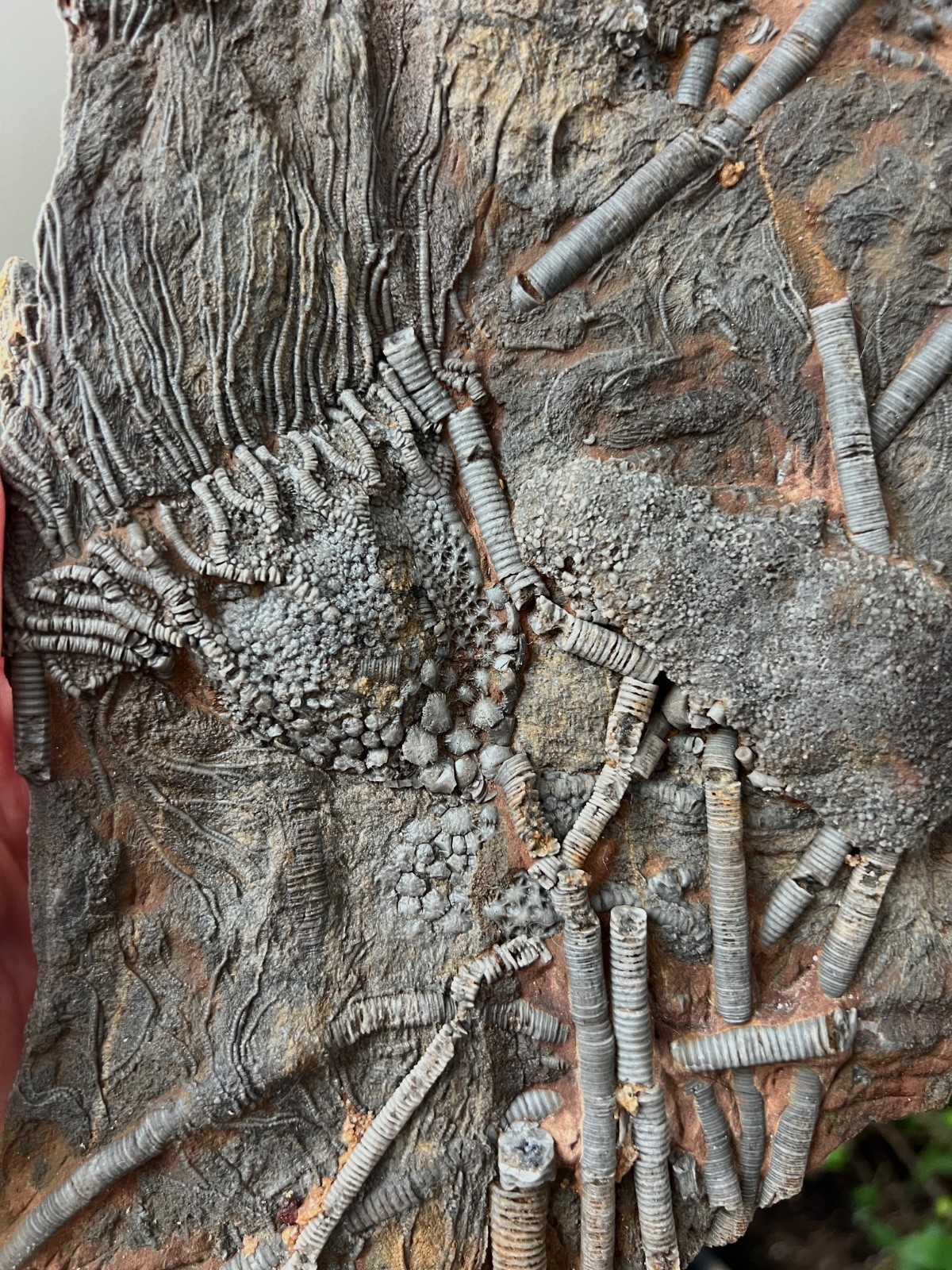 Museum Quality Silurian Crinoid Scyphocrinites (Sea Lily) Fossil Plate - Morocco