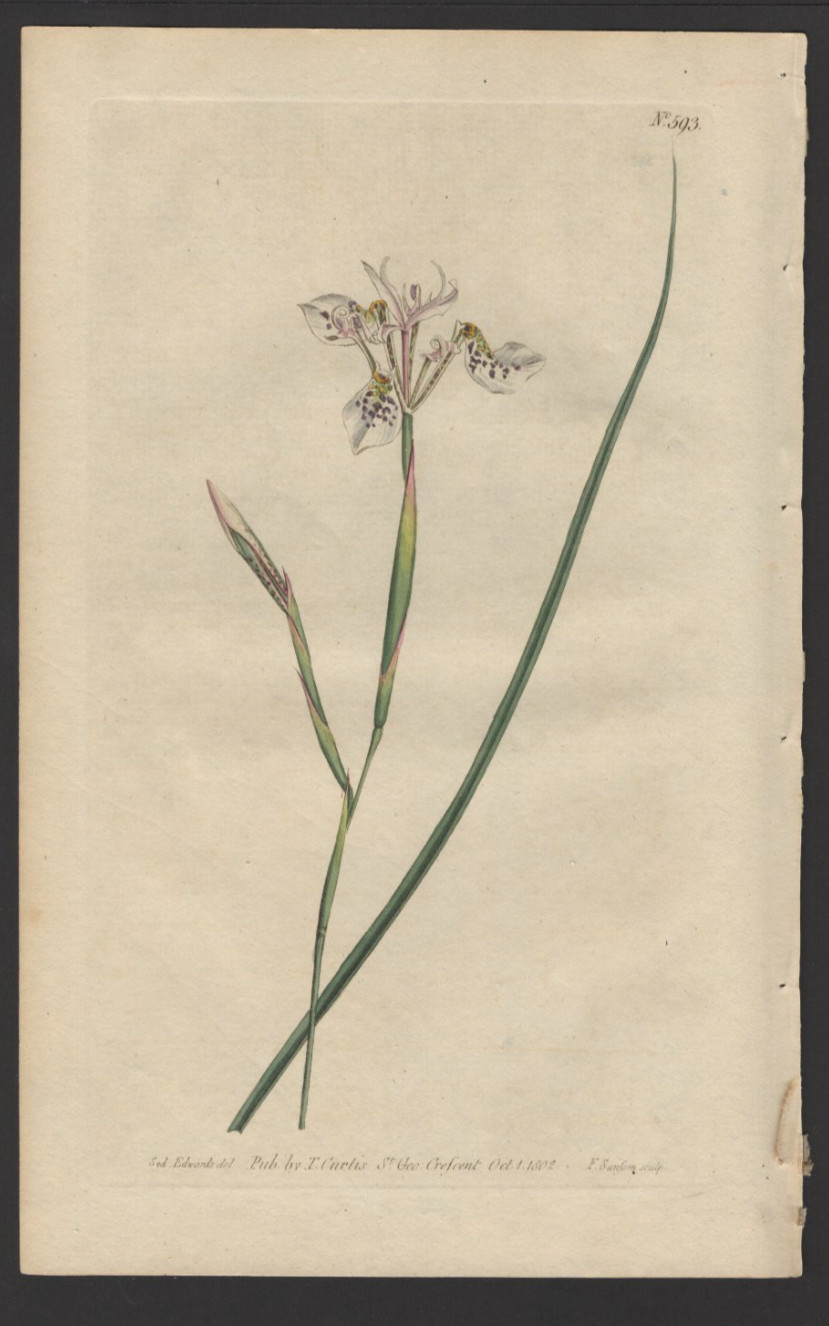 1802 Curtis Botanical Magazine Antique Print Long Clawed Morea Iris #593