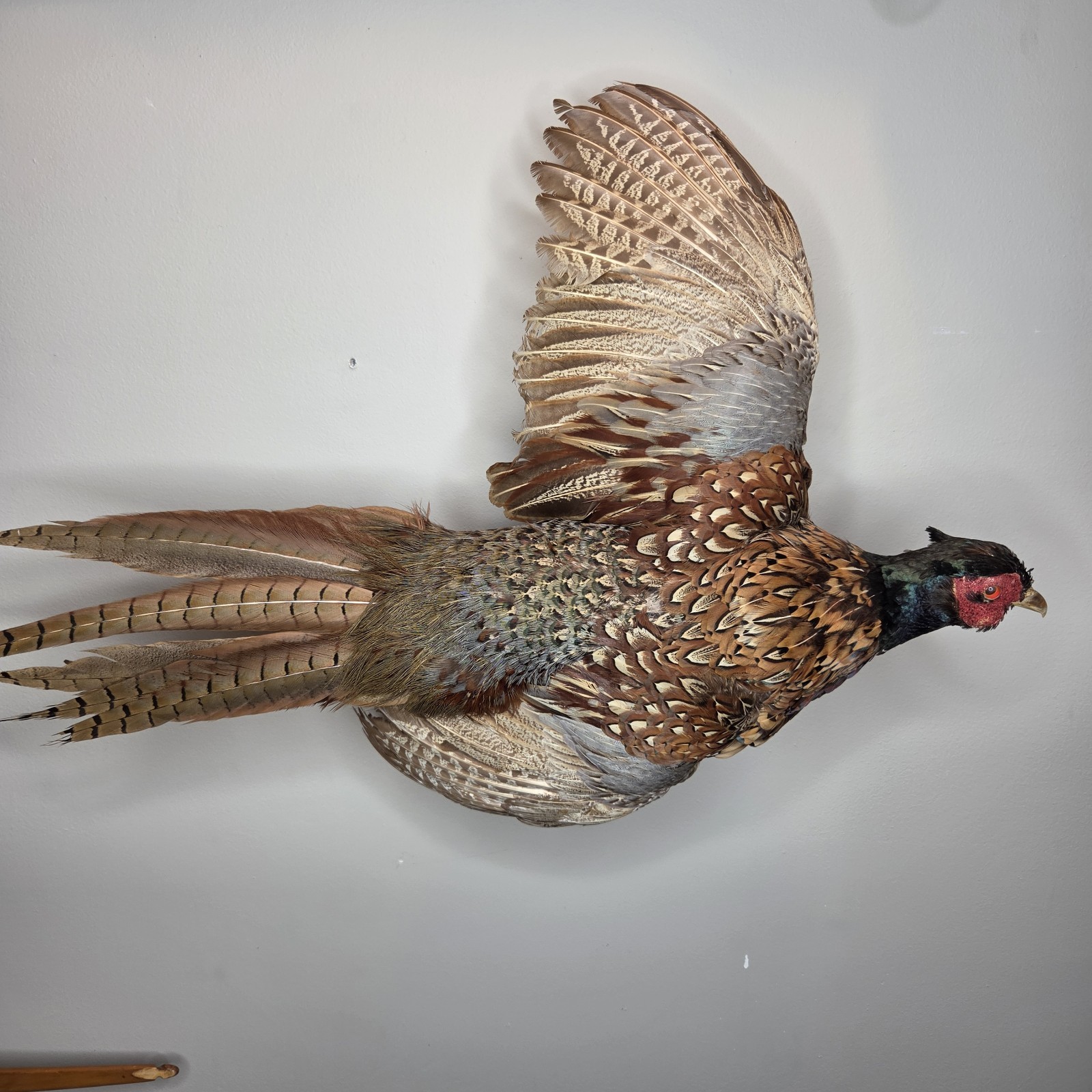 Vintage Taxidermy Pheasant Flying Mount Wall Mounted Hunting Cabin Rustic Decor