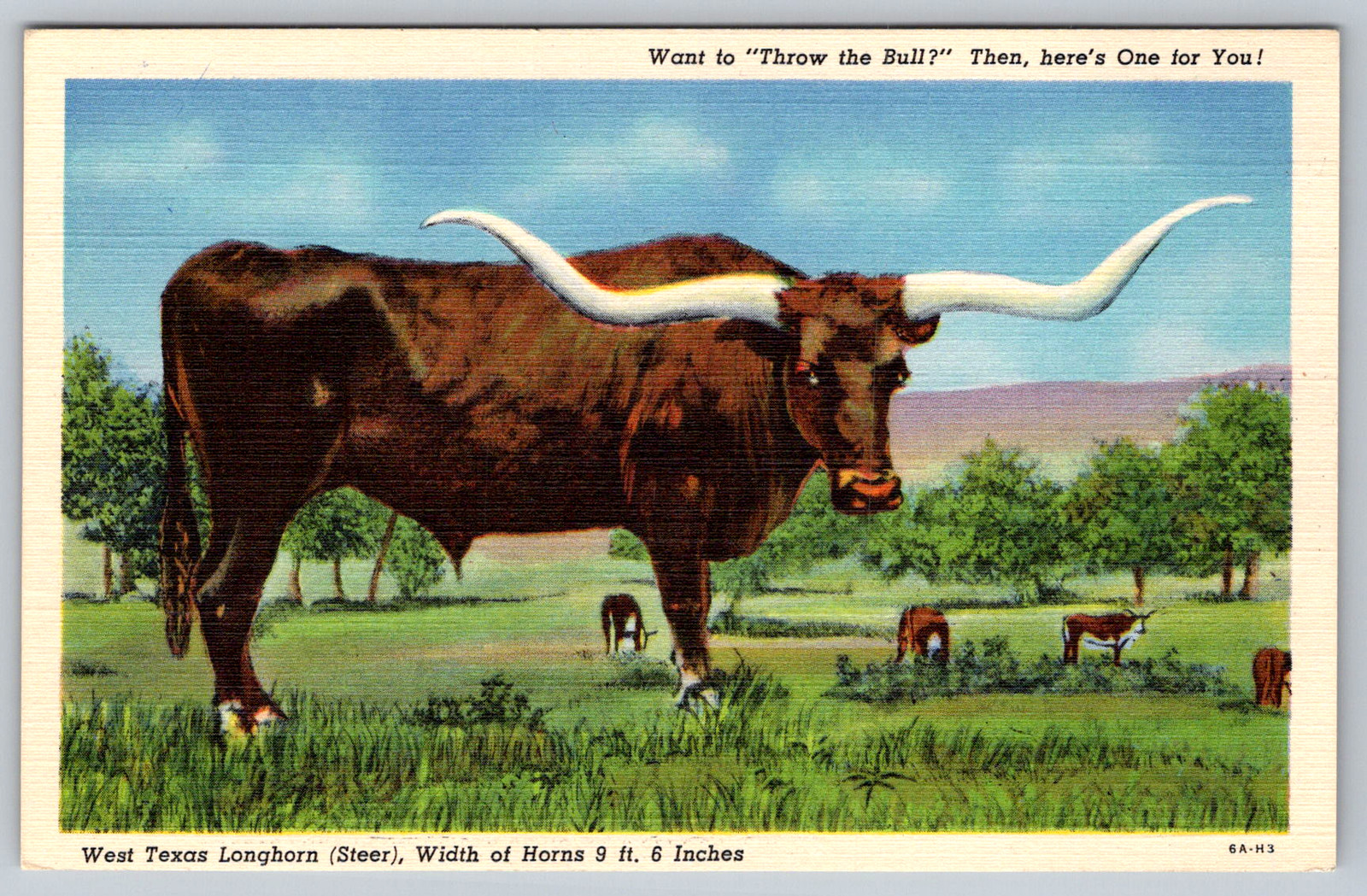 c1940s West Texas Longhorn Steer Amarillo Vintage Postcard c1940s West Texas Longhorn Steer Amarillo Vintage Postcard