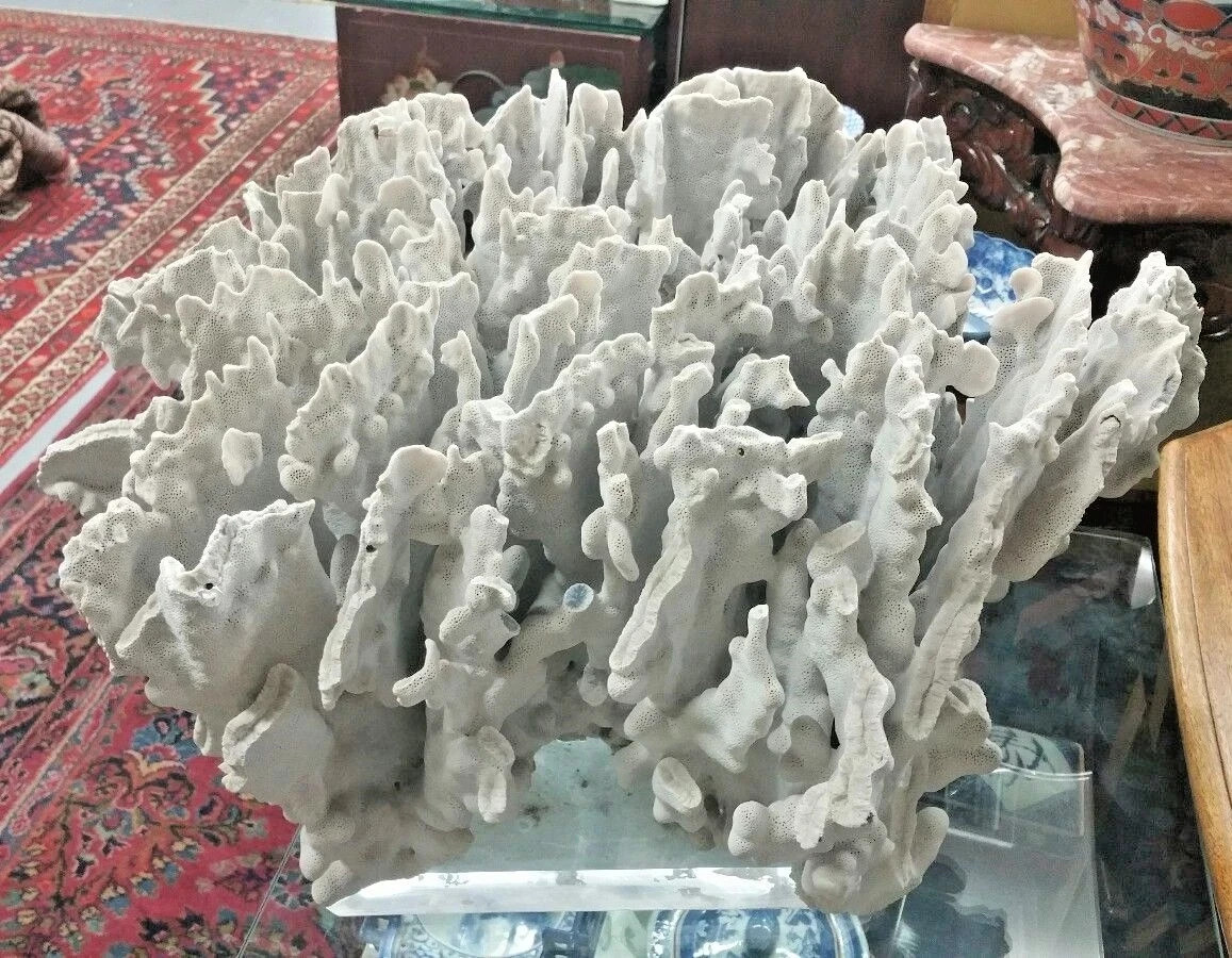 HUGE Natural White Coral Branch Heavy 24\'\' x 20\'\' (54 lb.) HUGE Natural White Coral Branch Heavy 24\'\' x 20\'\' (54 lb.)