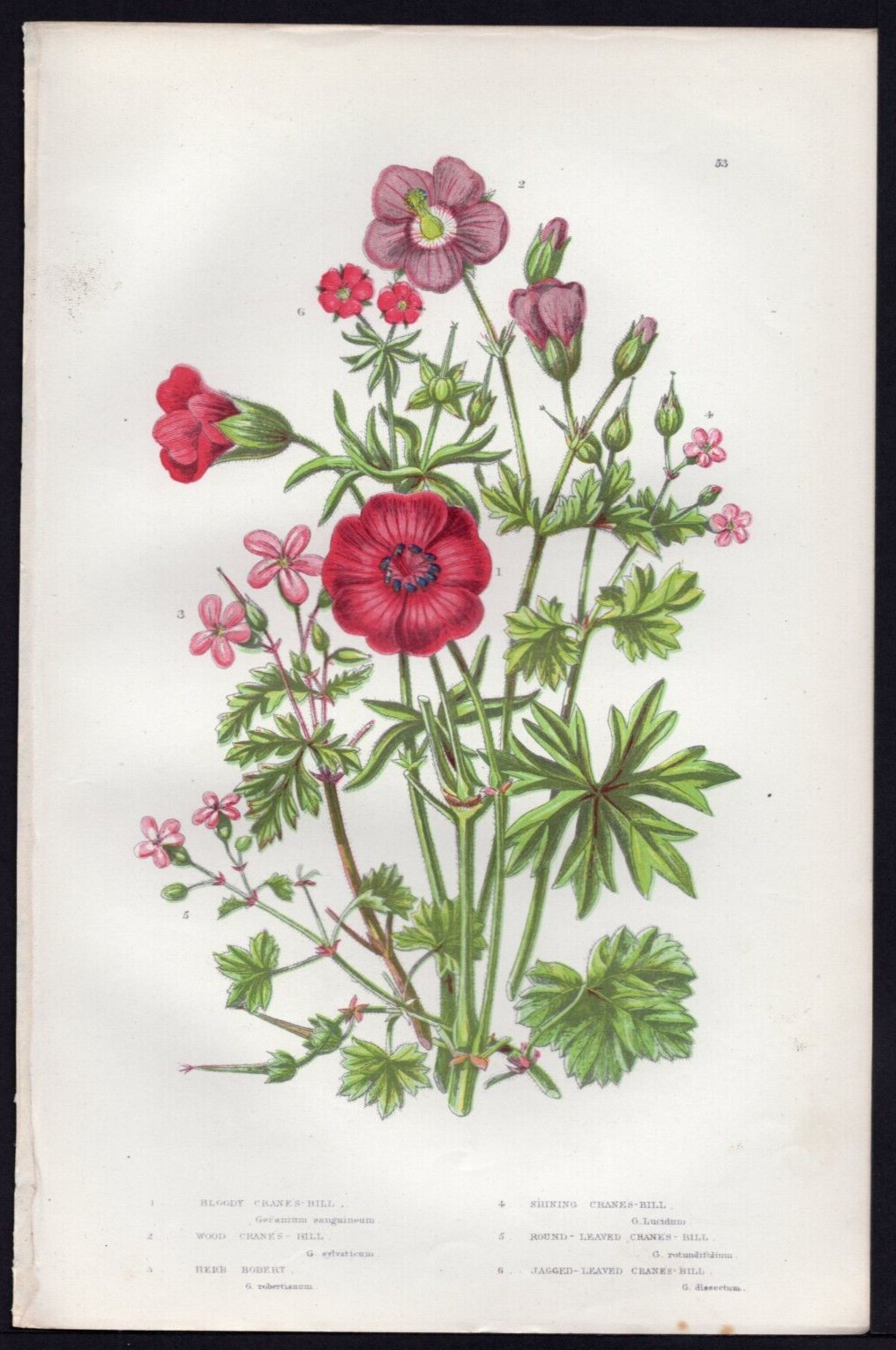 1889 Anne Pratt Antique Color Print The Bloody Crane\'s Bill Geranium etc