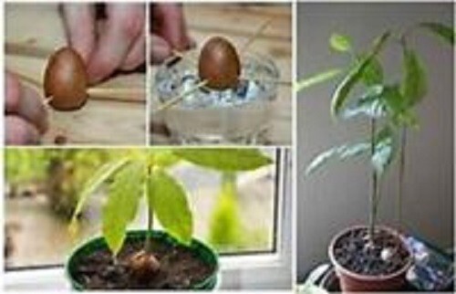 Rare Joey Avocado 2 cuttings- only few available, organic, Cold Hardy Variety Rare Joey Avocado 2 cuttings- only few available, organic, Cold Hardy Variety