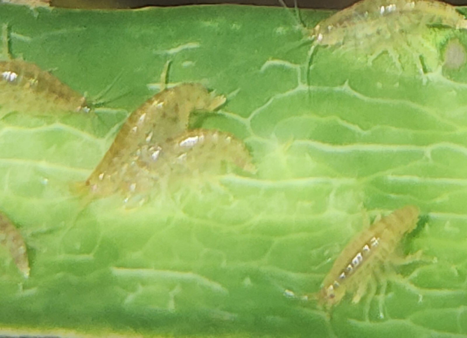 25+ Live Freshwater Scuds (Gammarus) – Clean Live Fish & Fry Food