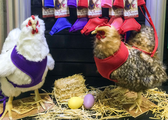 Walk Your Chicken Harness (Take \'em for a Walk), Leash SOLD Separately