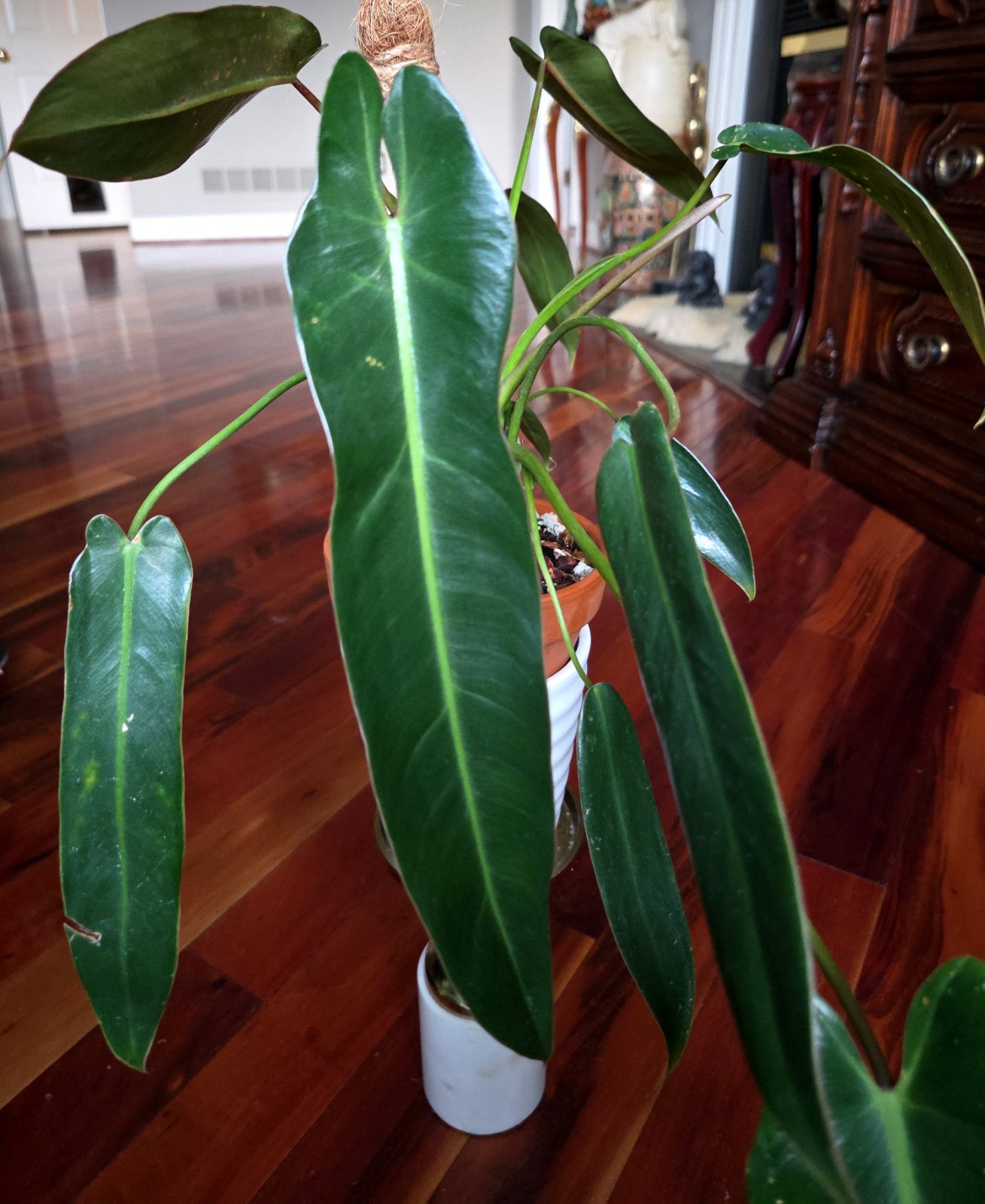 Rare Philodendron Spiritu Sancti 17\