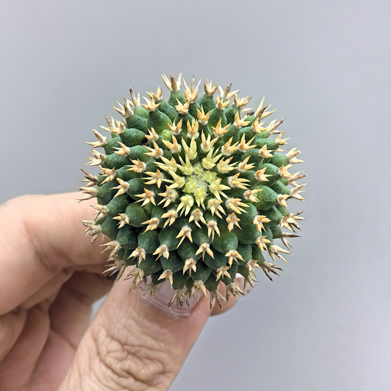 2.5-3cm Cactus Plants Mammillaria Camptotricha Home Garden Beautiful Plant 2.5-3cm Cactus Plants Mammillaria Camptotricha Home Garden Beautiful Plant