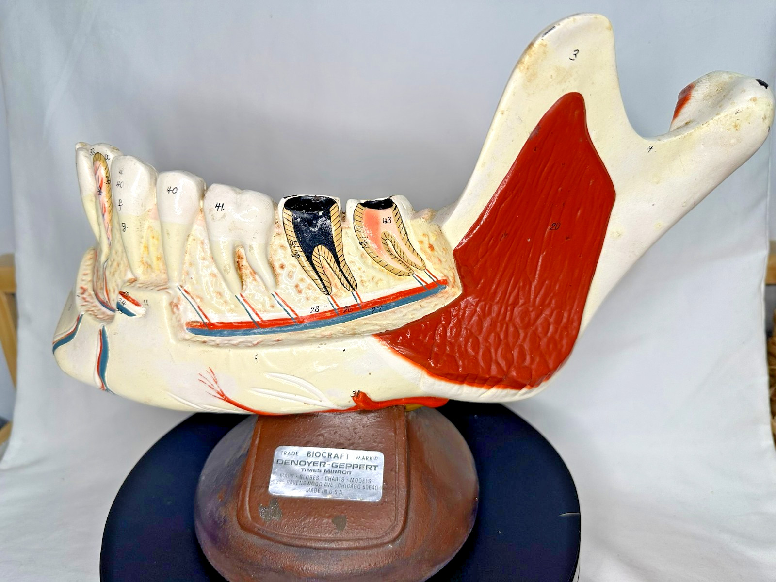 Denoyer Geppert Vintage Anatomical Stand Lower Jaw Young Adult Teeth Mandible