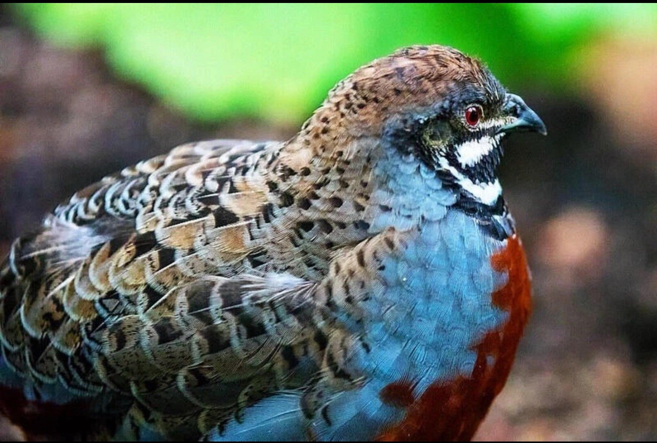 20+ Button Quail - Hatching Eggs Chinese Painted EXOTIC ULTRA RARE.  Order NOW
