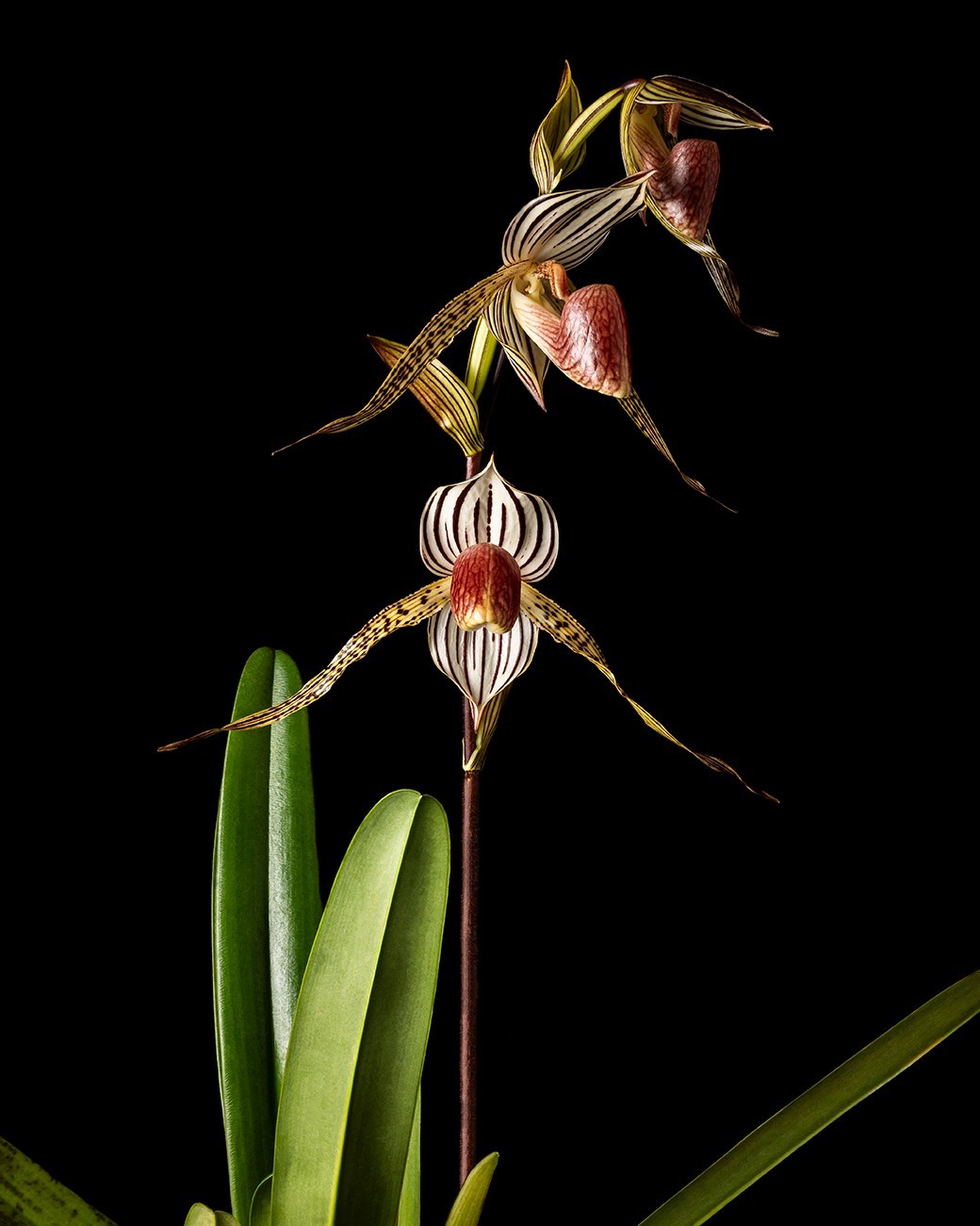 Paphiopedilum Lady Isabel Select Parentage. BS Multifloral Paphiopedilum