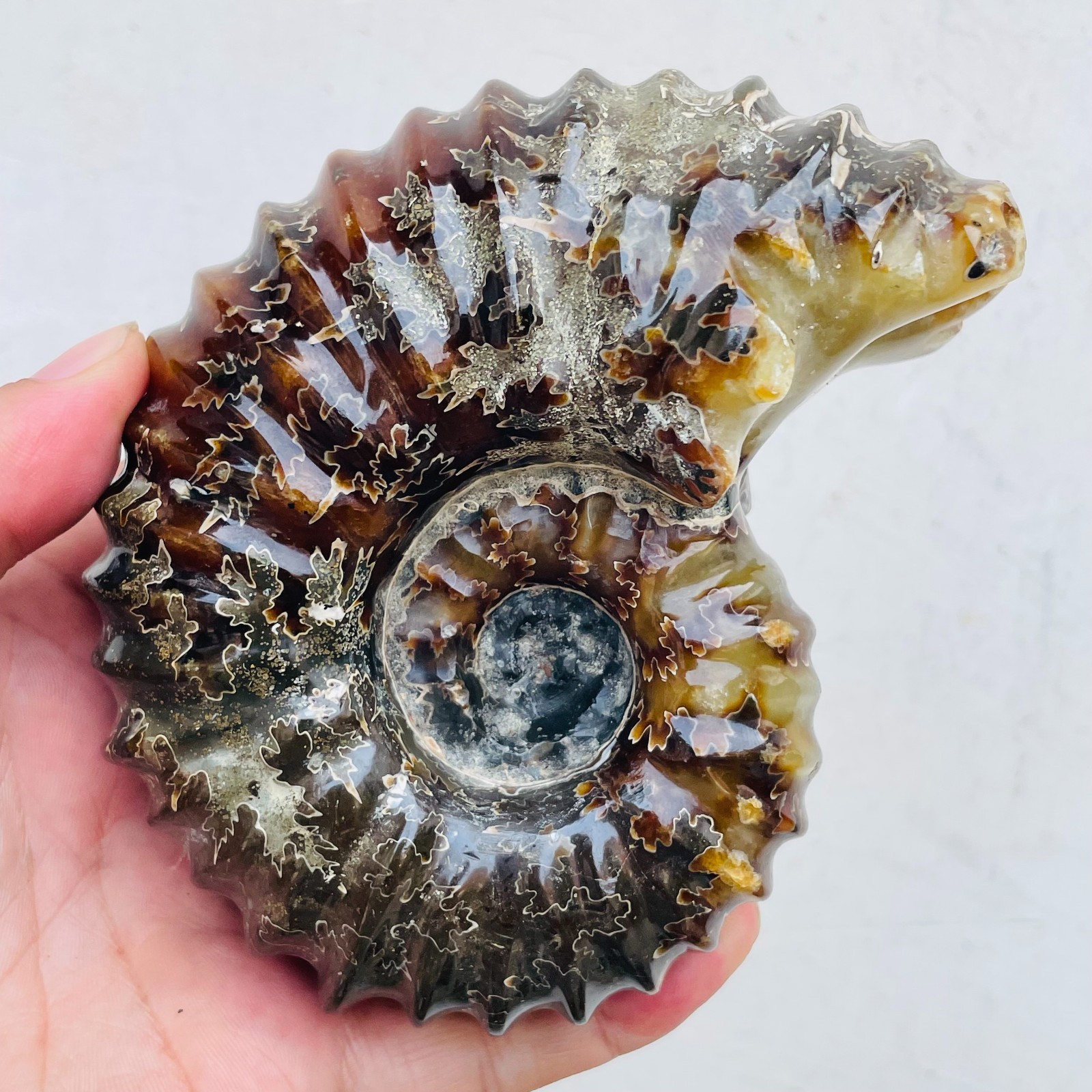 735g TOP Rare Natural Ammonite Conch Jasper Mineral Specimen Healing