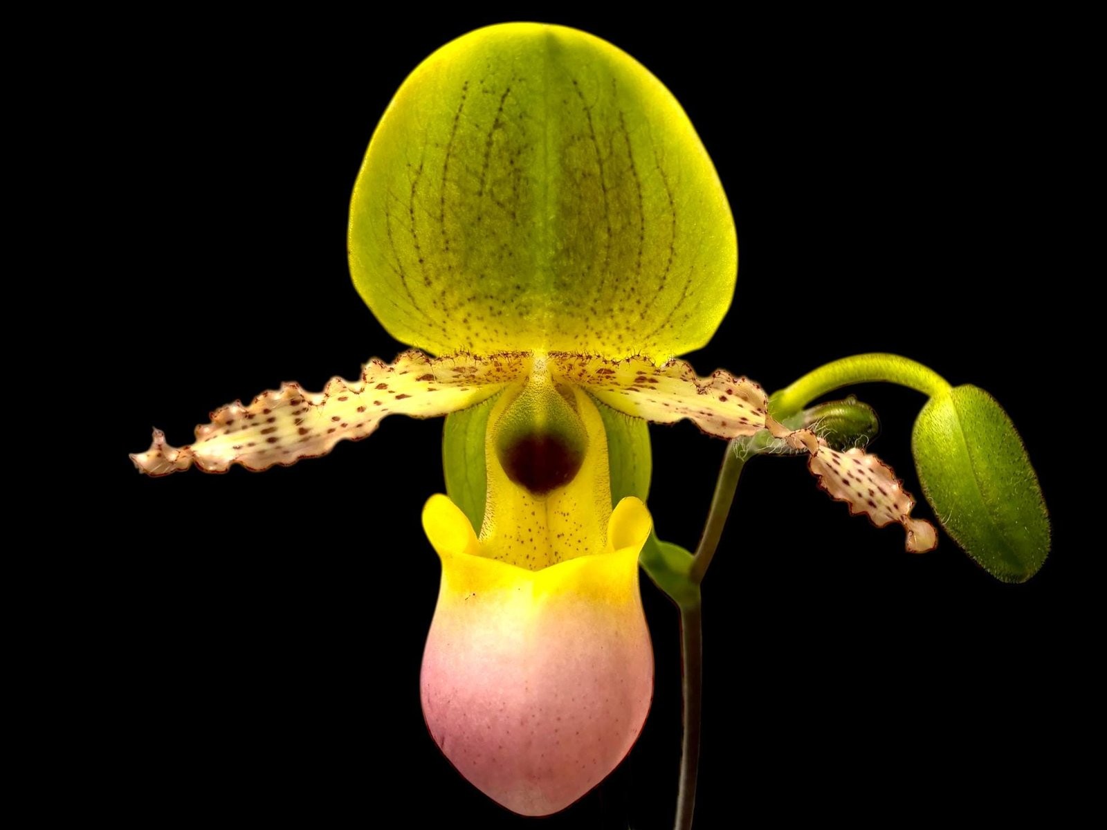 Paph. Pinocchio x sib Sequential Bloom (Blooming Size) (3.5” pot)