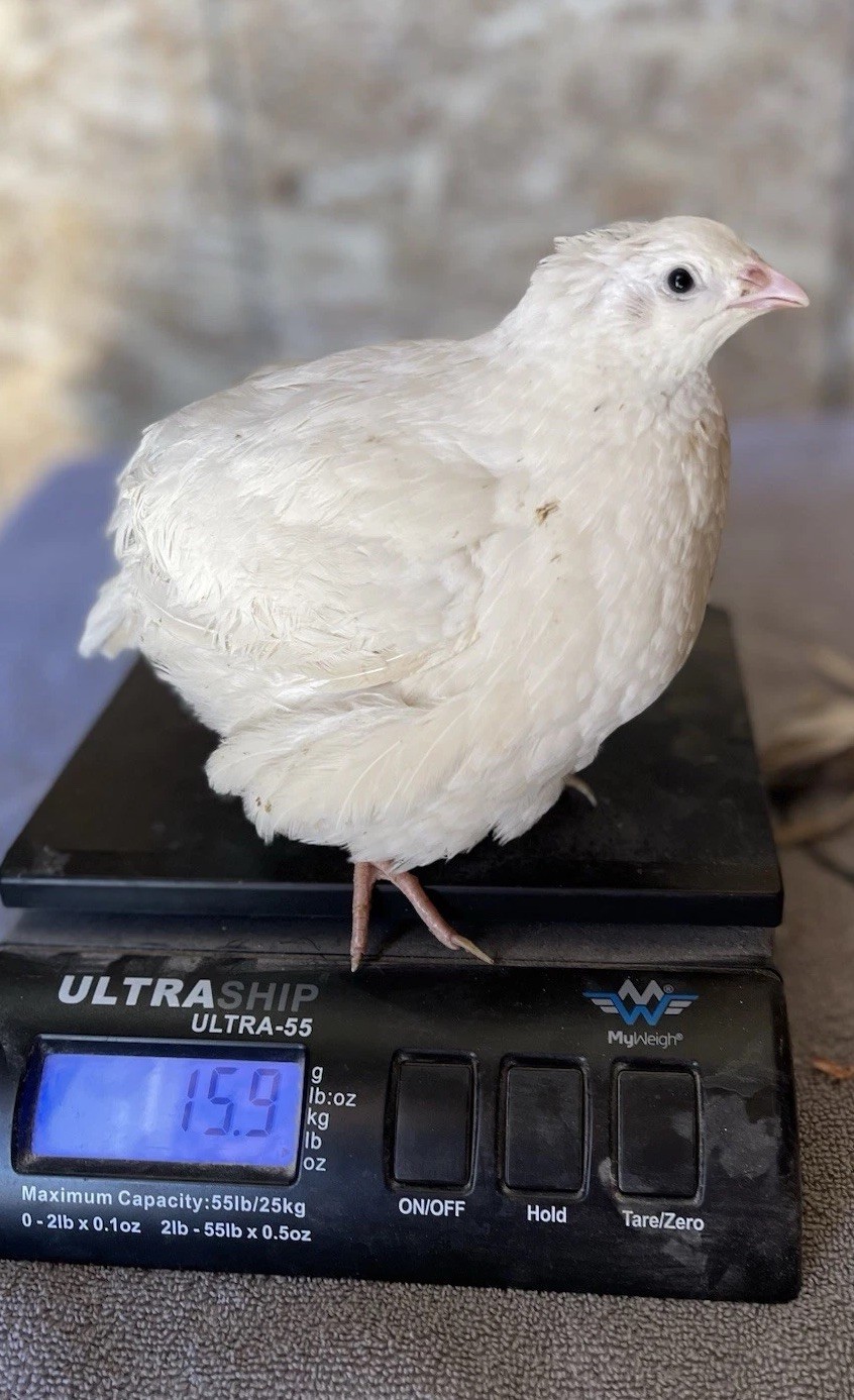 30+ Quail Hatching Eggs - Jumbo  XXL White Coturnix
