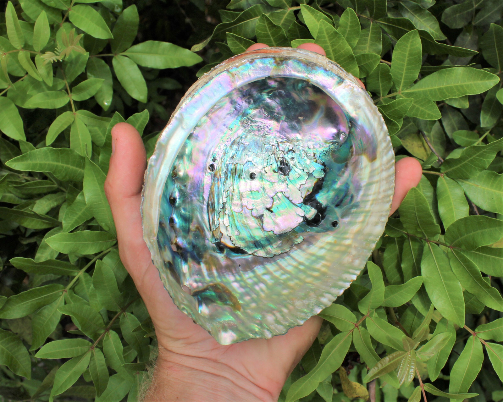LARGE Natural Abalone Shell, 5-6\