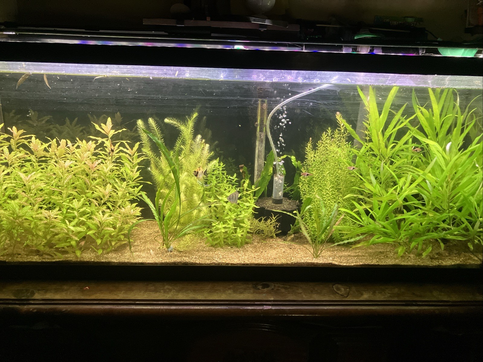 Beginner Friendly | 14 + Assorted Aquarium plants | B2 G1 FREE Beginner Friendly | 14 + Assorted Aquarium plants | B2 G1 FREE