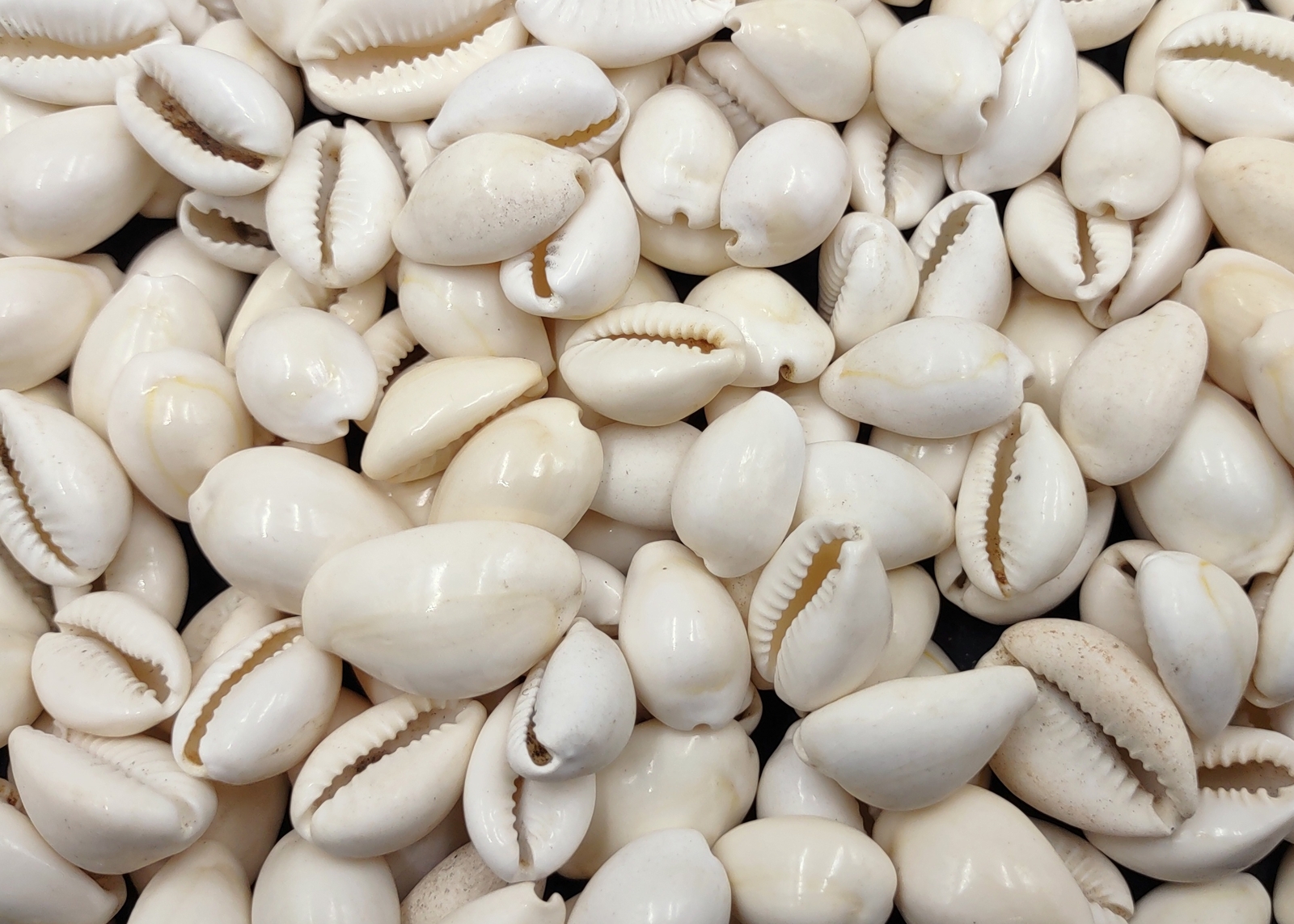 White Cowrie Seashells Bulk Cypraea (Approx. half cup +/-40 shells 0.5+ inches)