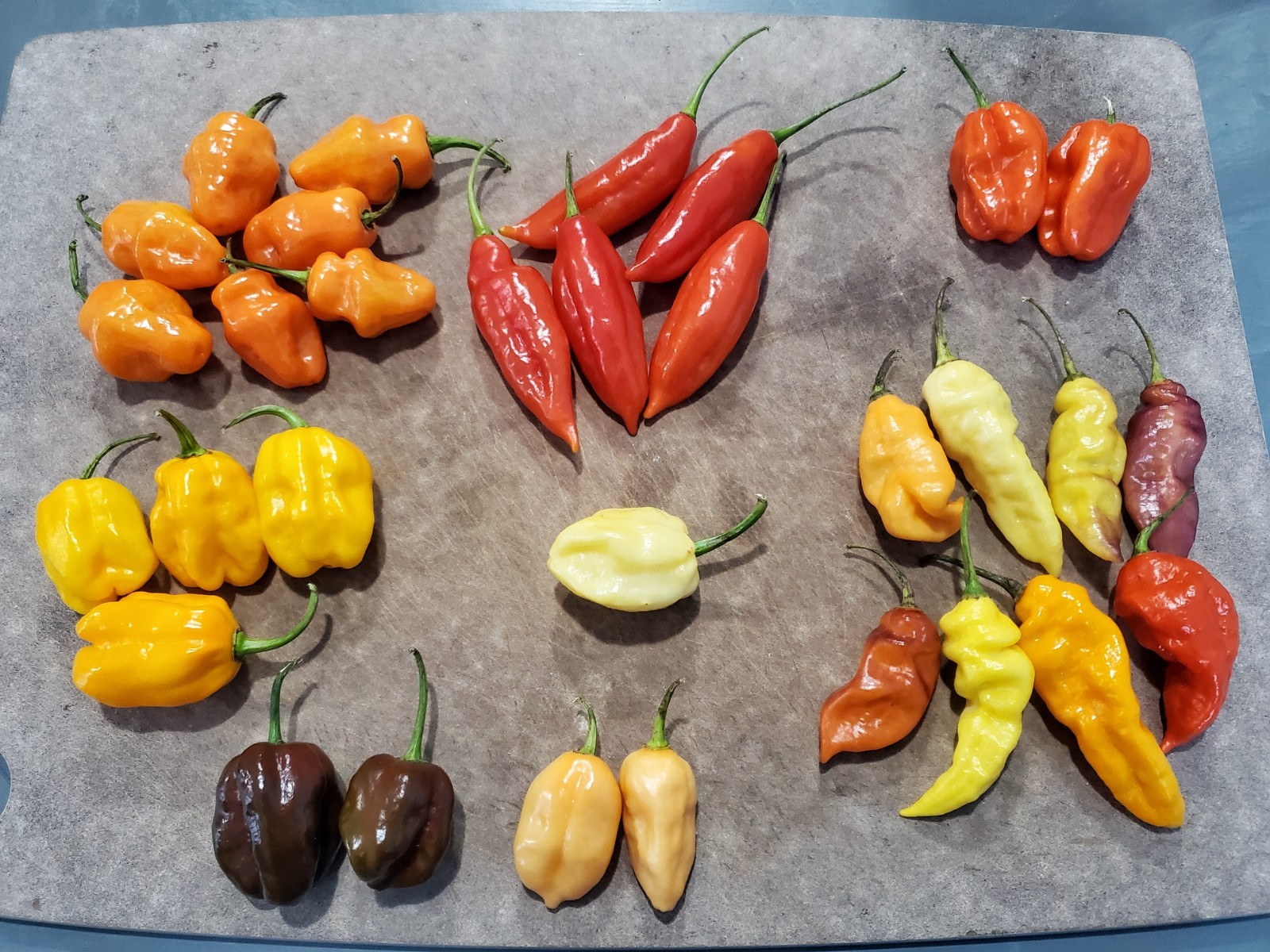Fresh HABANERO Peppers Hot Peppers Organically Grown in Tennessee