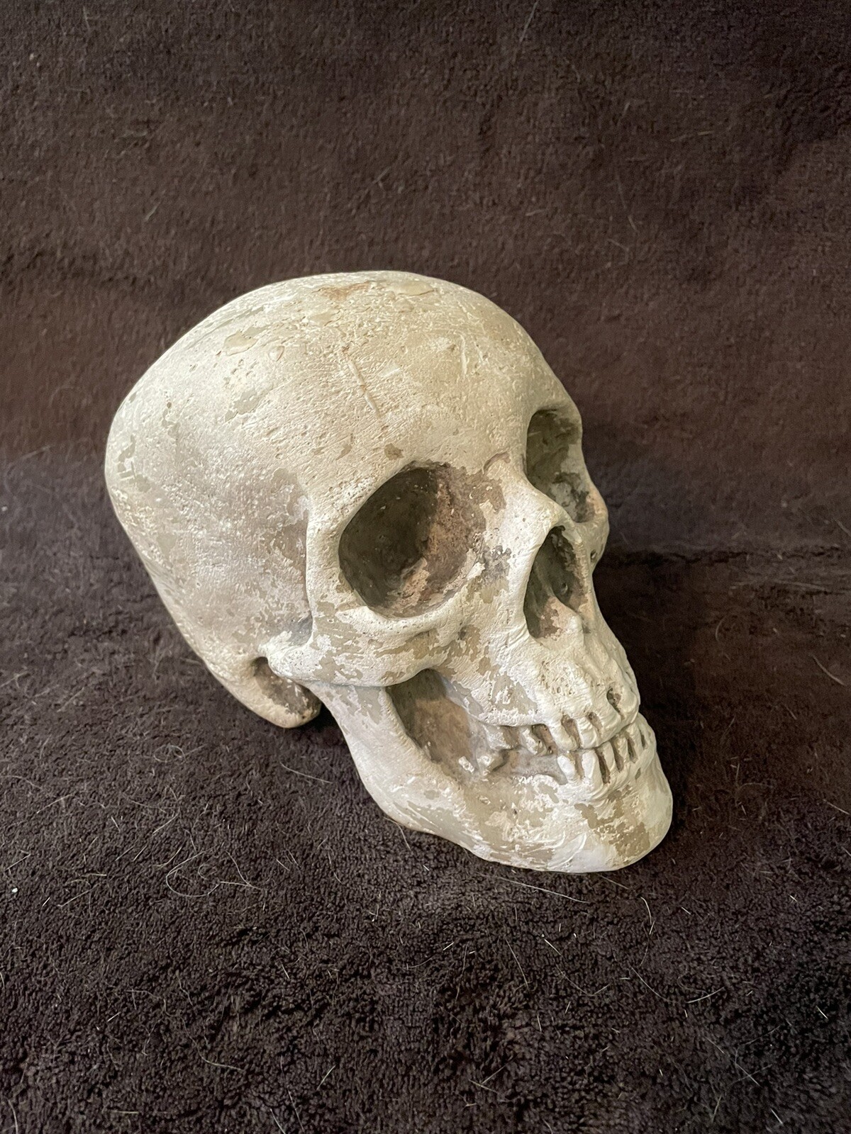 Antique Plaster Cast Of A Skull - Doctor’s Office Kept - Real Skull Casting