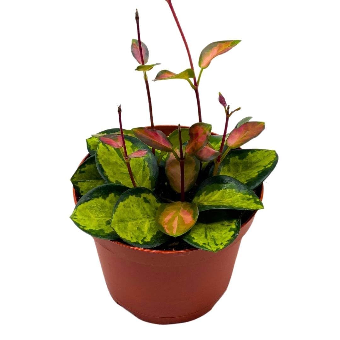 Variegated Hoya Australis, Tricolor Lisa, Very Rare Limited Live Plant, in 4 inc Variegated Hoya Australis, Tricolor Lisa, Very Rare Limited Live Plant, in 4 inc