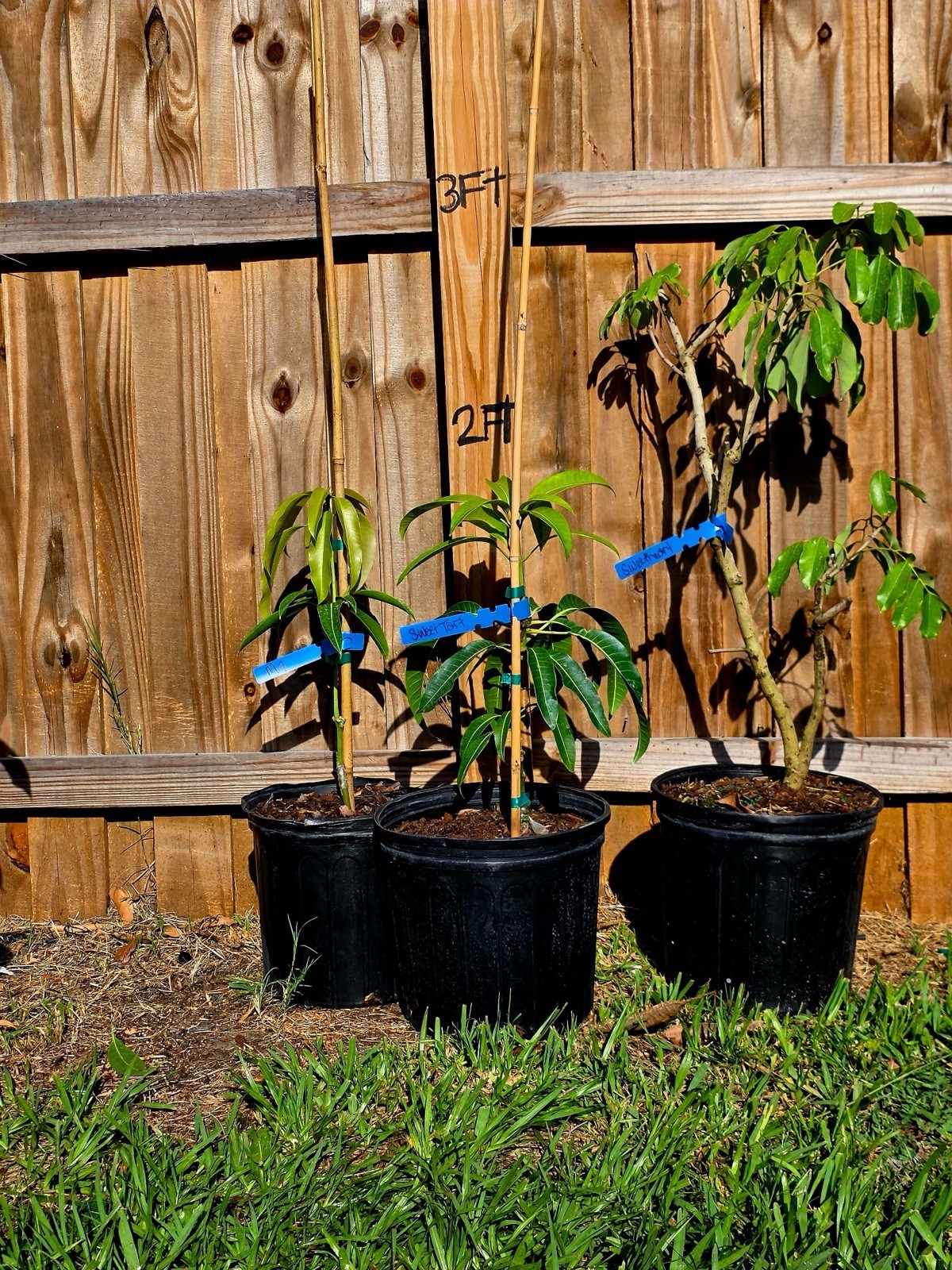 2 Trees Special. Custom Per Request 2 Trees Special. Custom Per Request