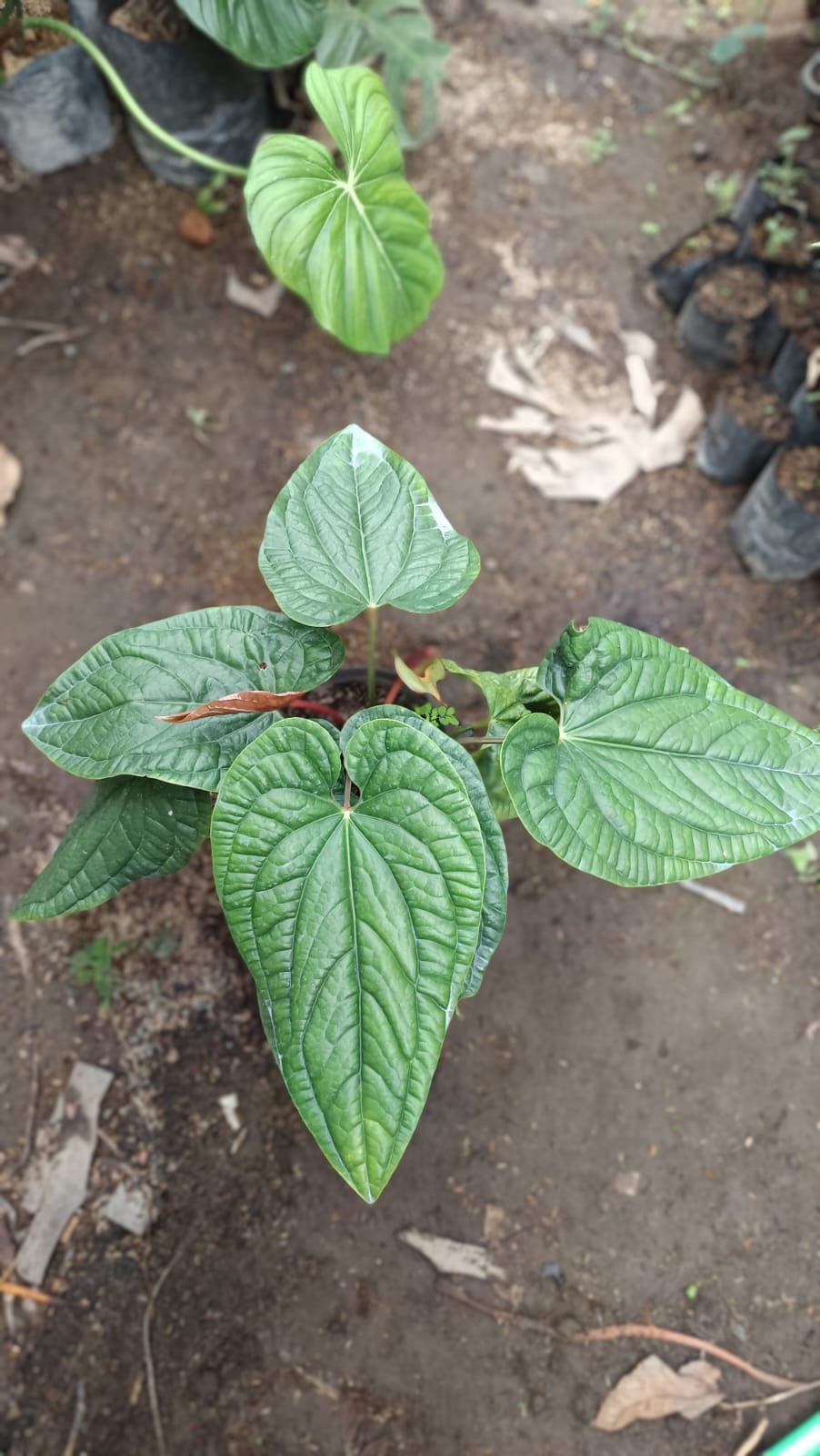 Real Picture Anthurium Luxurian Radicans Dark Form Medium Size