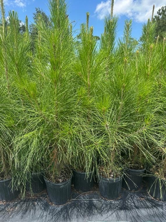 Loblolly Pine Trees 5 Per Order Live Rooted 