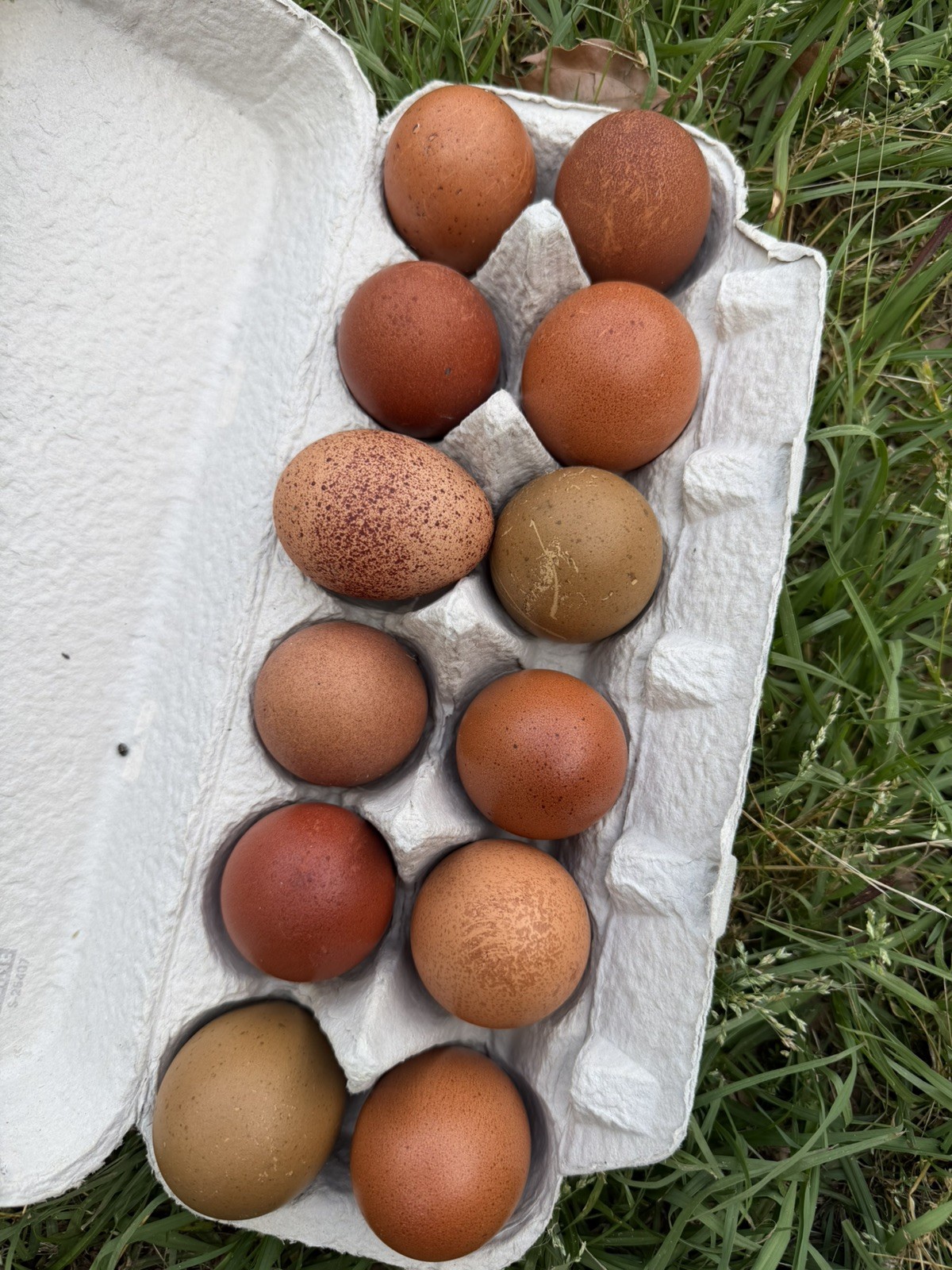 CHASING THE RAINBOW - 14 Olive Egger fertilized eggs NPIP Certified, AI clean CHASING THE RAINBOW - 14 Olive Egger fertilized eggs NPIP Certified, AI clean