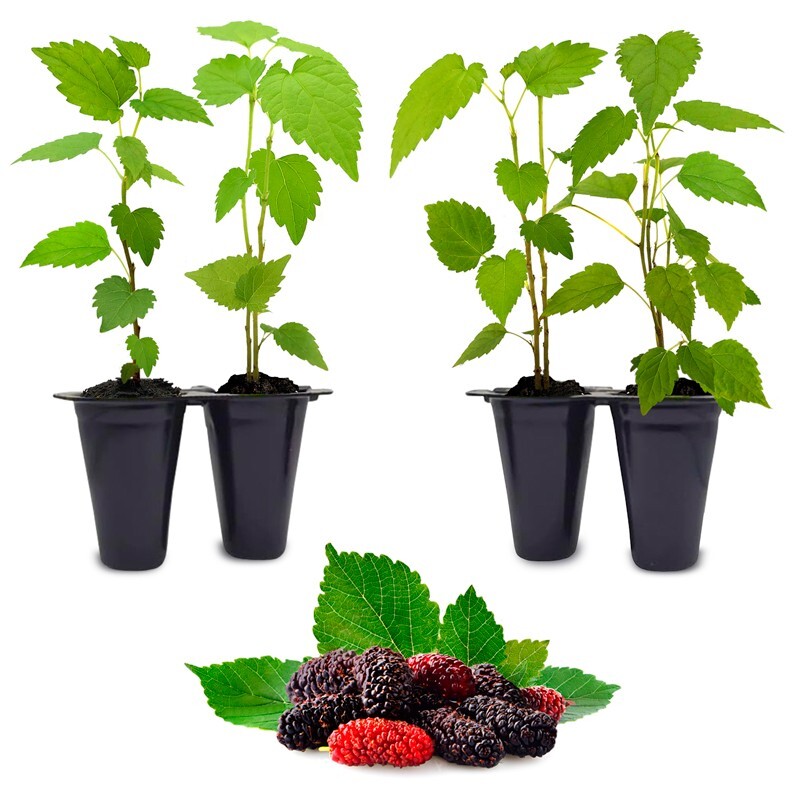 Mulberry \