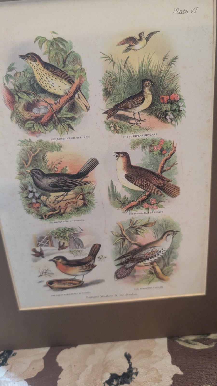 Antique 1868 Chromolithograph Samuel Walker & Co Birds The Living World VI print