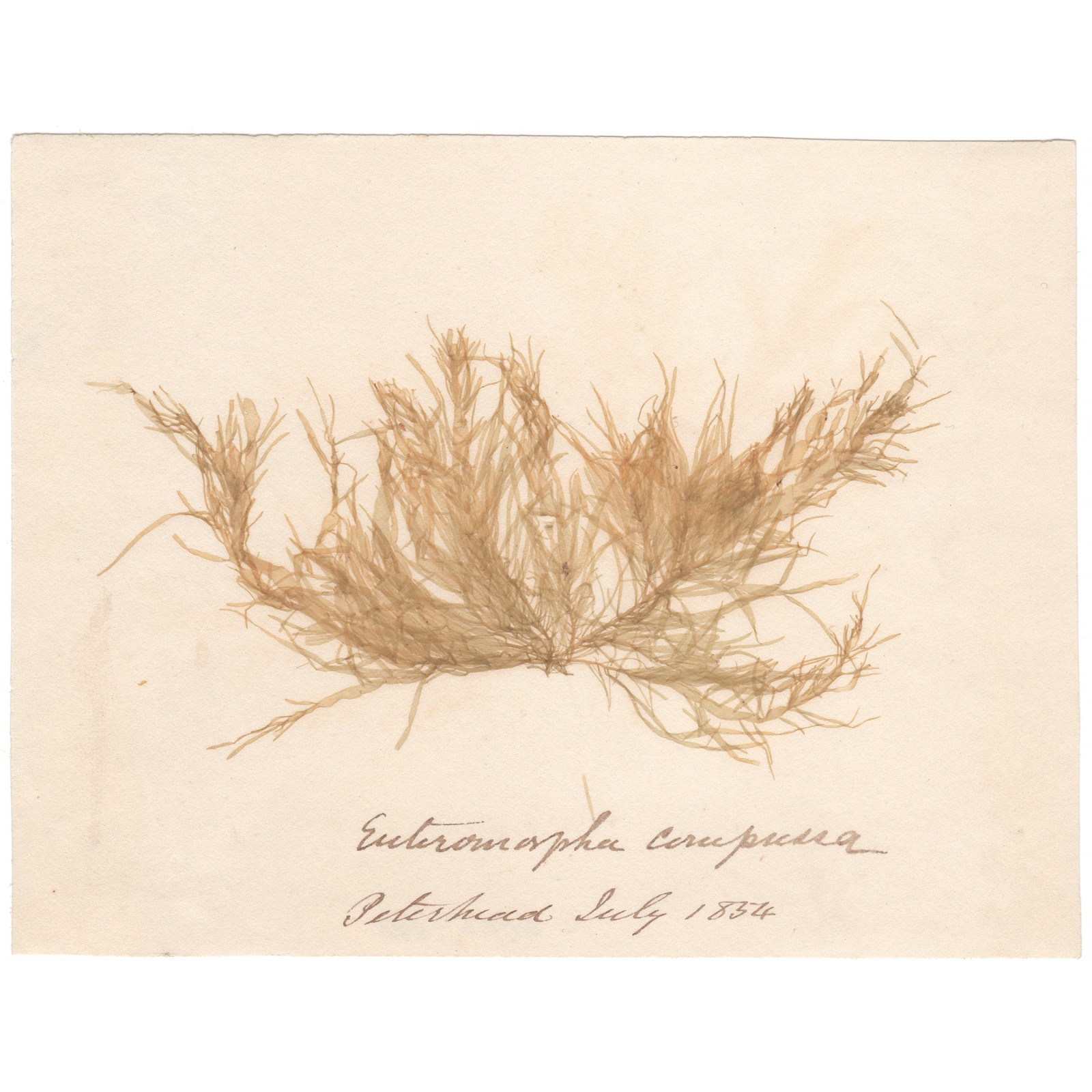 Antique 1833 Scottish dried sea algae herbarium 40 Enteromorpha cerupuna