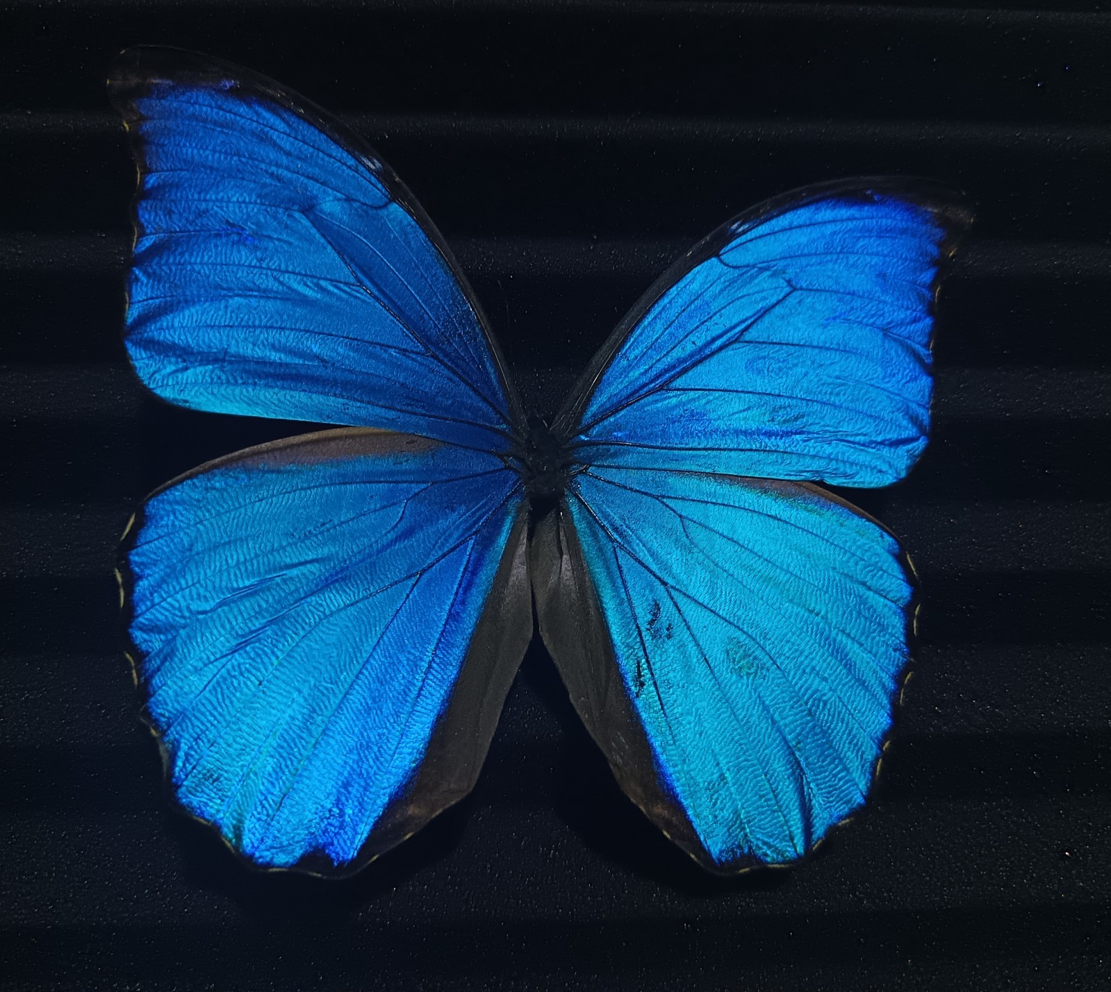 Morpho didius - Blue butterflies Closed wings A1 (30 Specimens with closed wings