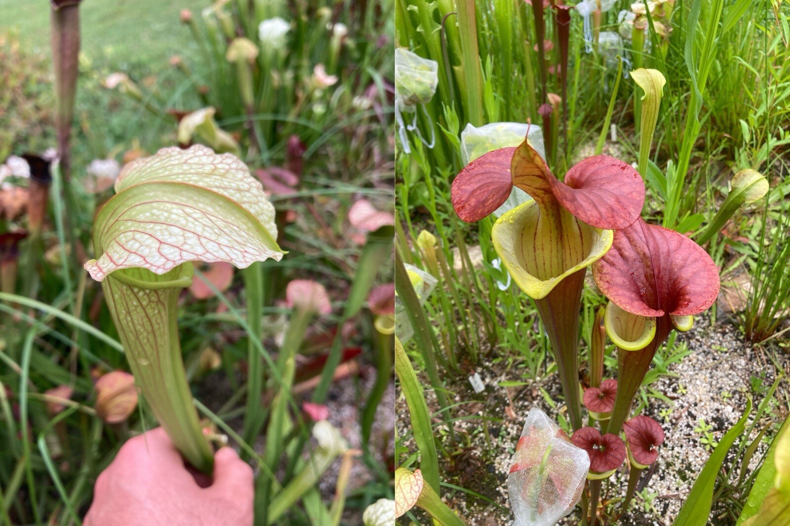 2024 Sarracenia Seed: Jessica x Waccamaw