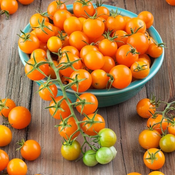 Sungold Tomato Seeds / Sun Gold Tomato Seeds (F1) | Non-GMO |  1030