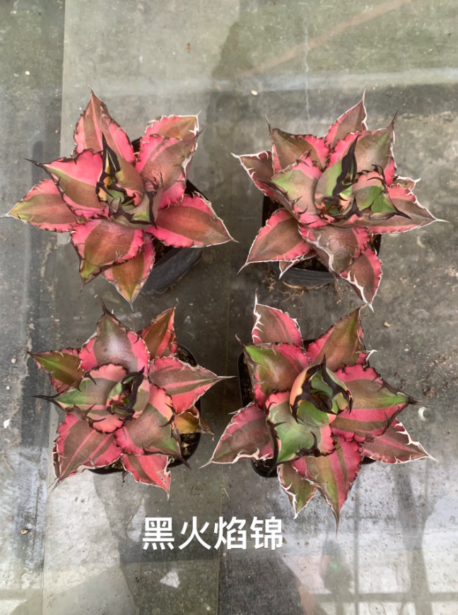 RareSucculent Plant Agave titanota 'Black‑Flame' Variegata 11cm