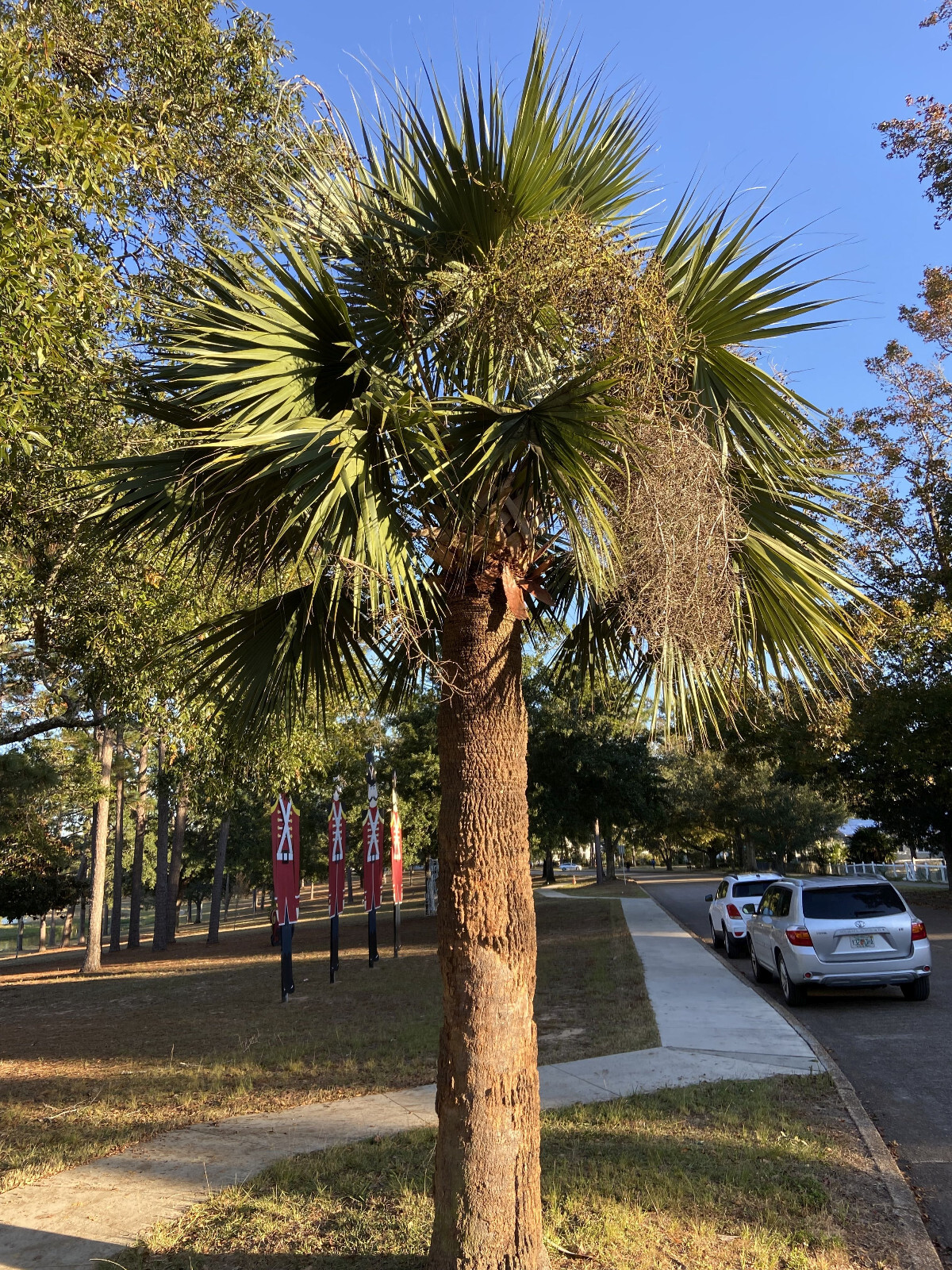 Sabal sp. 'DeFuniak Springs' Seeds - An Unusual, Unidentified Sabal Palm