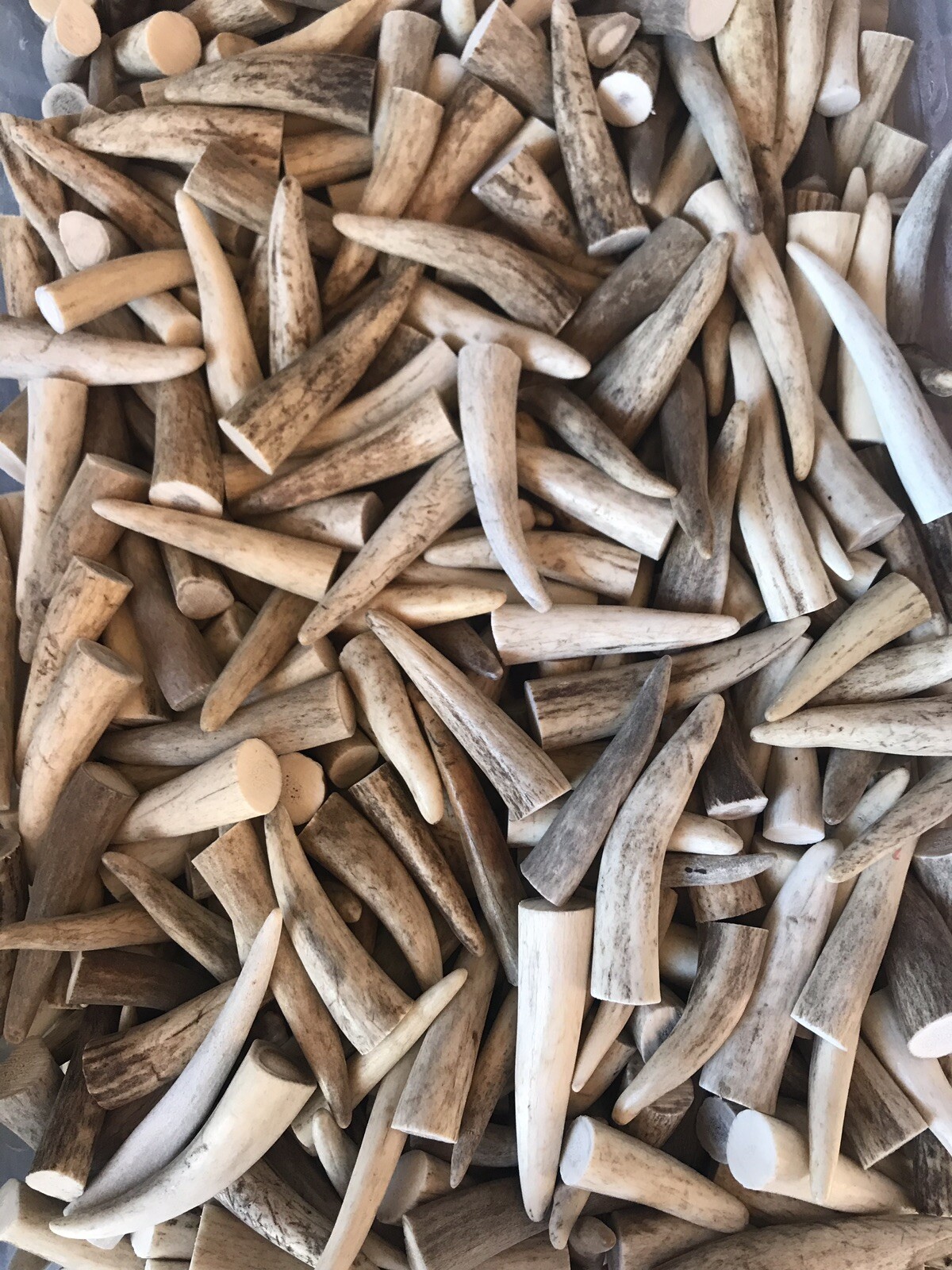 TEN-PACK (10) Naturally Shed Elk/Deer Antler Tips (A,B, & C Grades) Not Chews