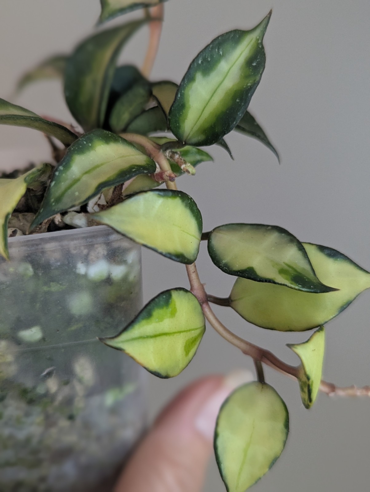 Hoya Lacunosa ‘Souma\' variegated Exact Plant in 2.5” Pot