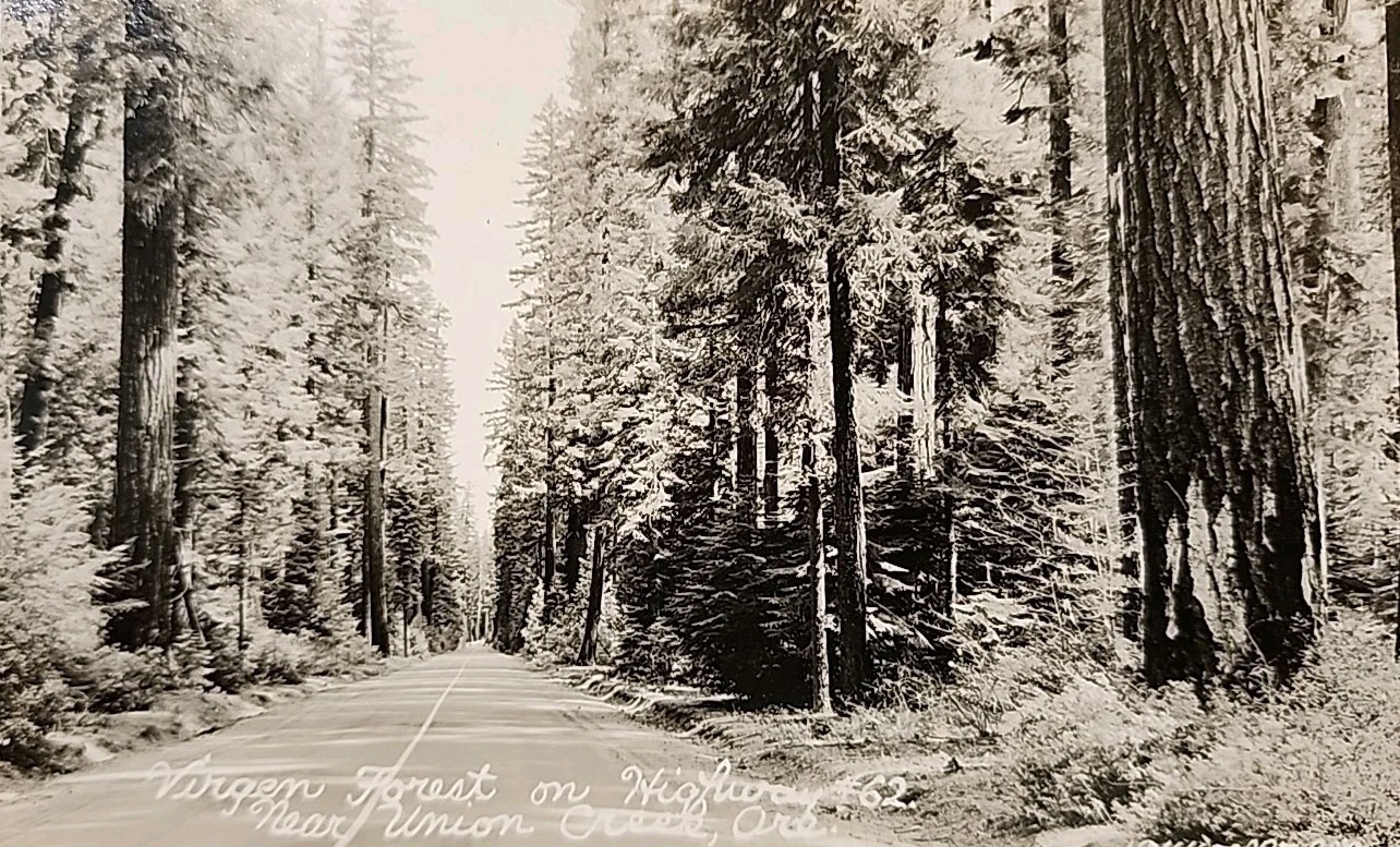 RPPC Virgin Forest HWY 62 Union Creek Oregon Scenic View Black & White 