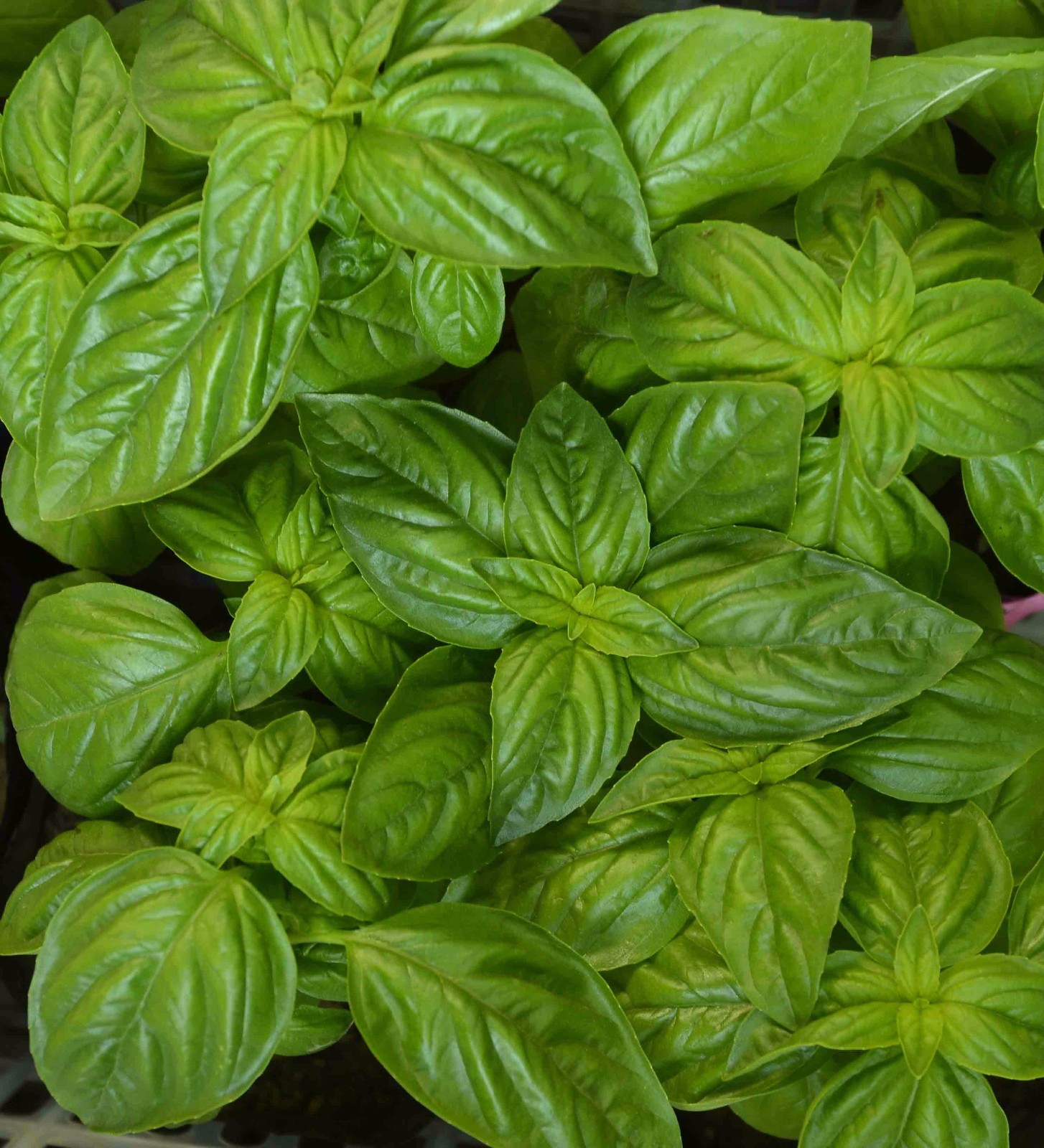 Genovese Basil Herb Seeds, NON-GMO, Heirloom, Variety Sizes, 