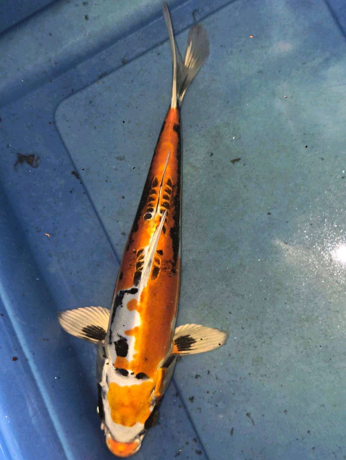 11\' inch Beni Kikokuryu metallic Doitsu koi fish for sale 