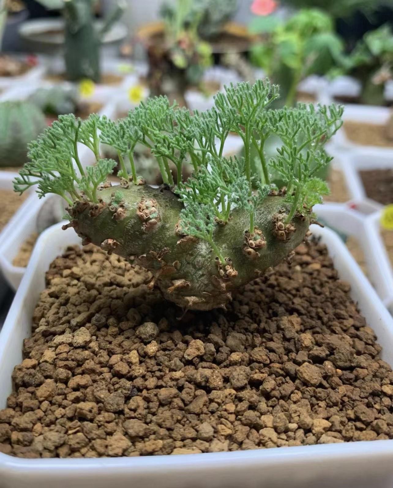 3PCS RareSucculent Plant Sarcocaulon peniculinum wholesale 1.3-1.6CM 3PCS RareSucculent Plant Sarcocaulon peniculinum wholesale 1.3-1.6CM