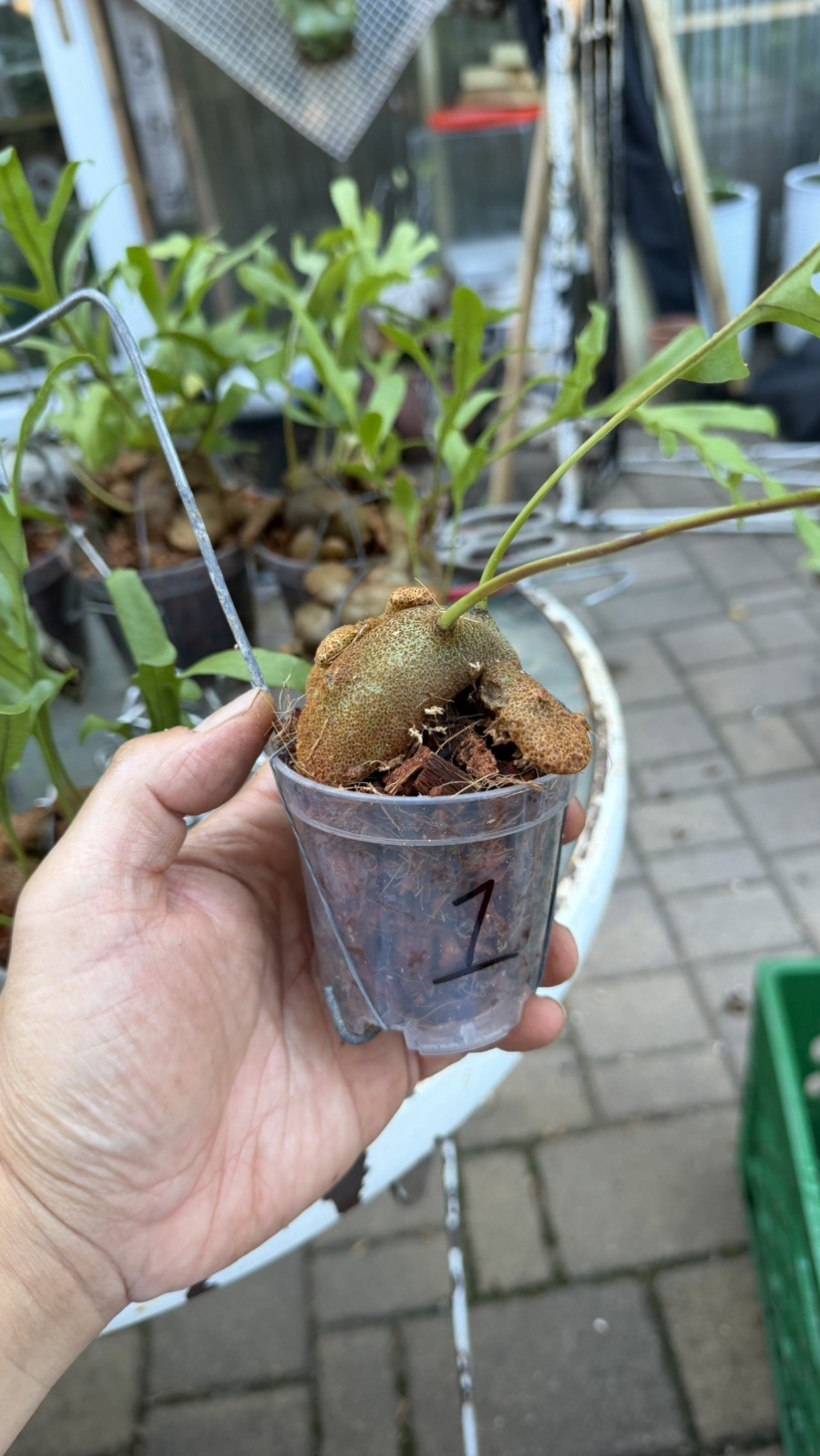 Lecanopteris Lomarioides #1