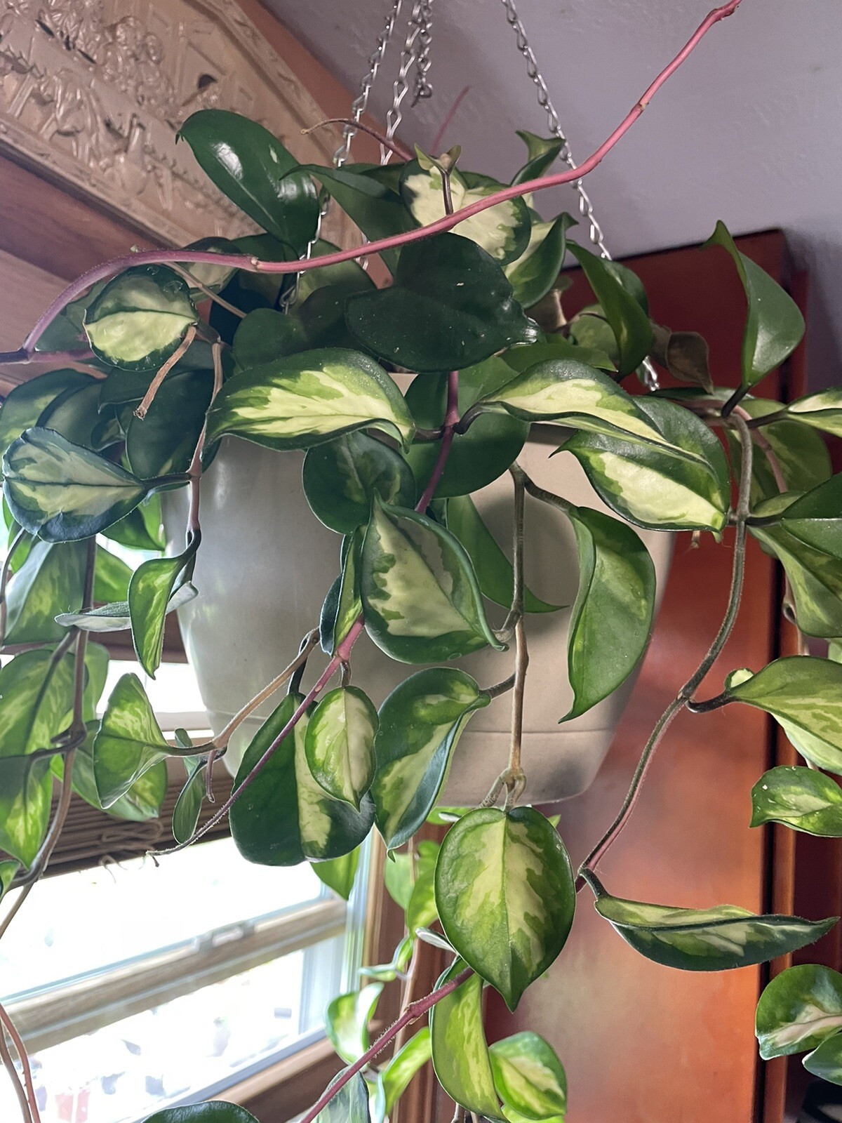 hoya Carnosa Krimson Princess