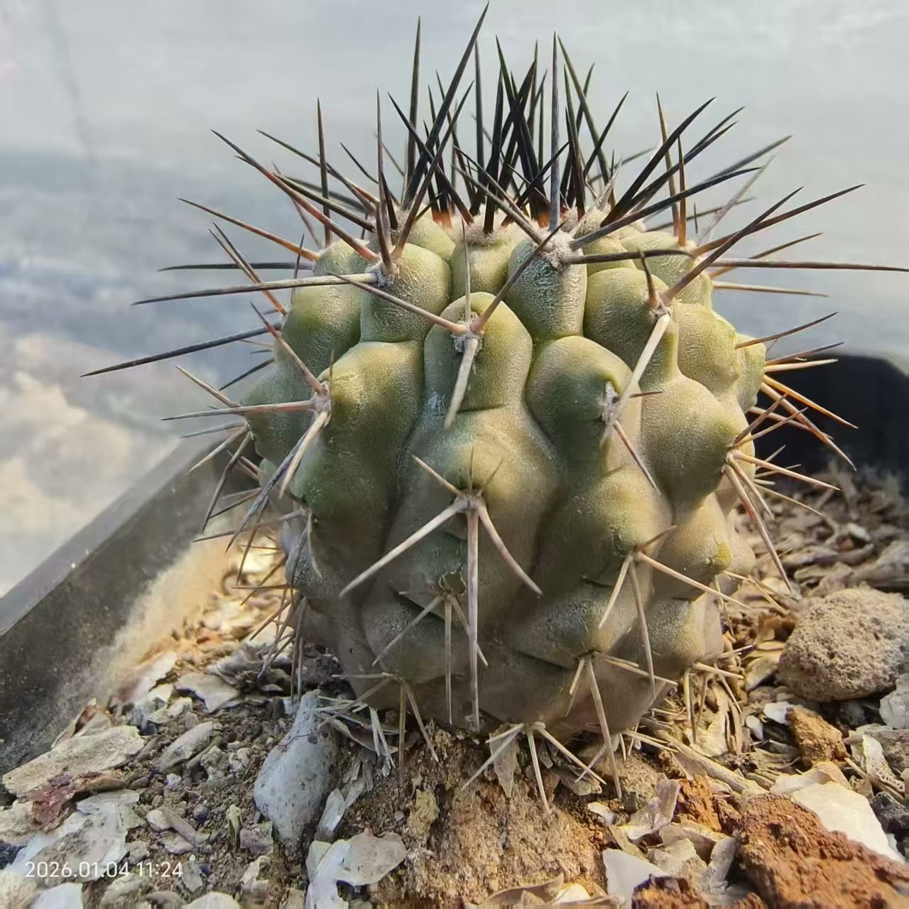 1pcs Copiapoa columna-alba WYSIWYG Garden Self Rooted#.