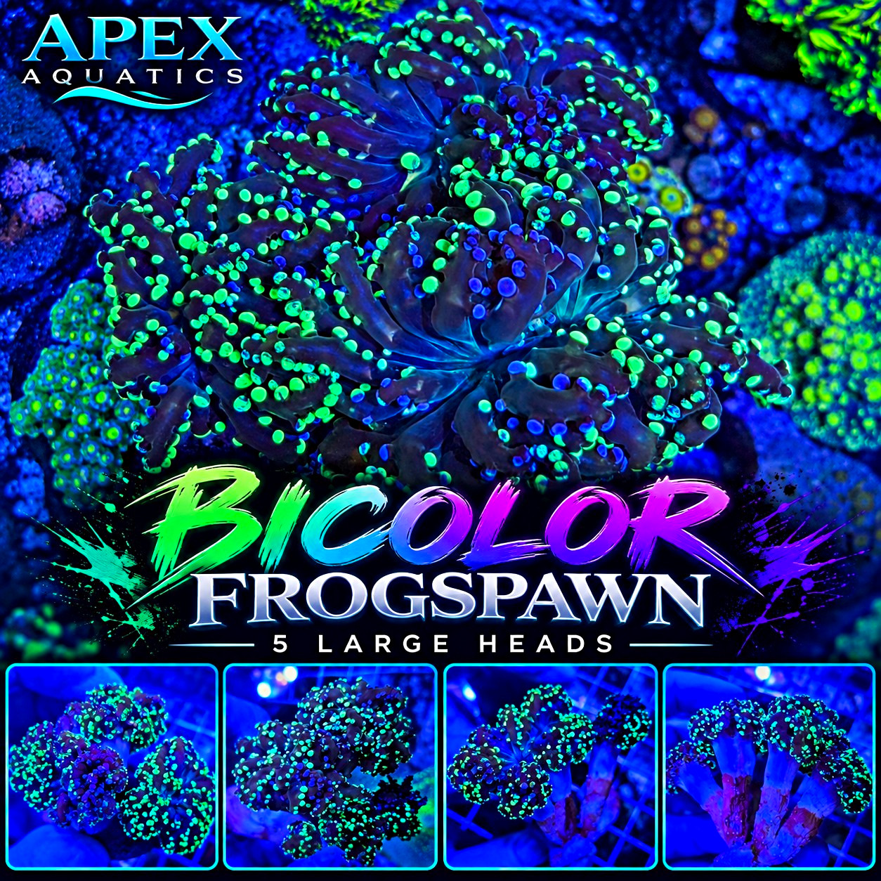 🔥🟢🟣 WYSIWYG 5 LARGE HEAD BICOLOR FROGSPAWN 🟣🟢🔥